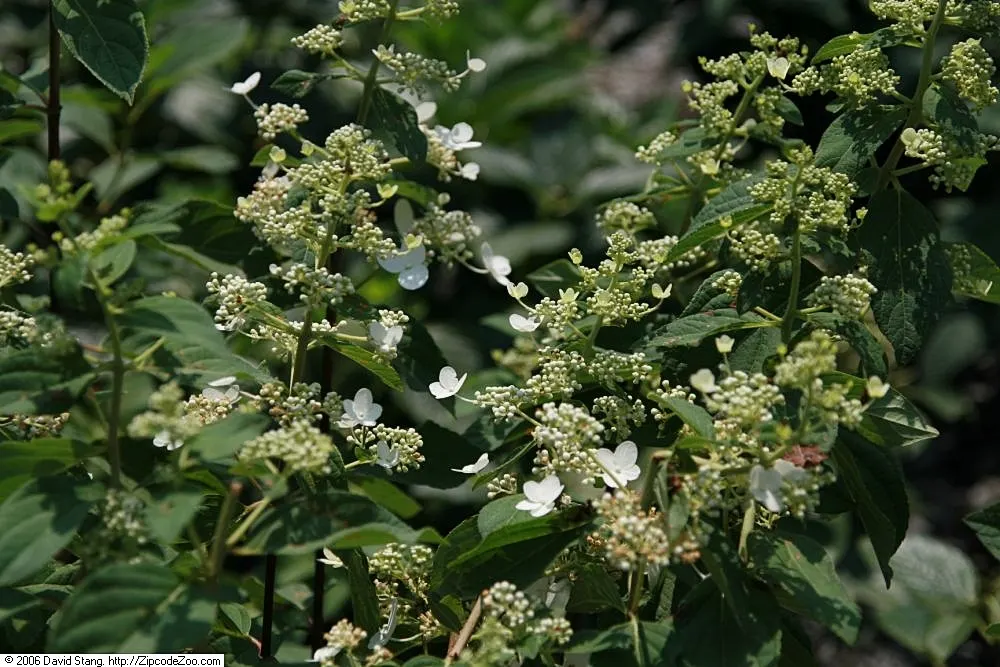 Peegee Hydrangea (Hydrangea Paniculata 'Grandiflora') — which can span up to 18 inches in length