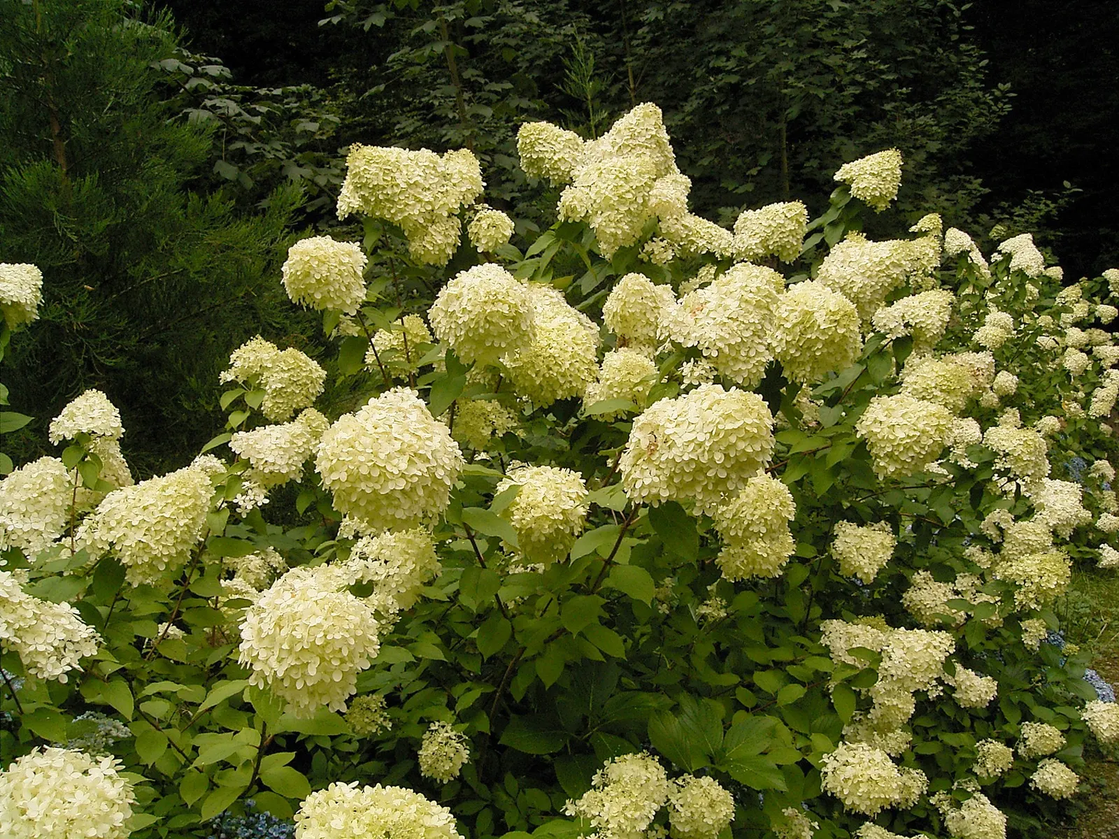 Peegee Hydrangea (Hydrangea Paniculata 'Grandiflora') — pink and white flowers in the garden; this cold-hardy plant is ideal for borders, hedges, image 61