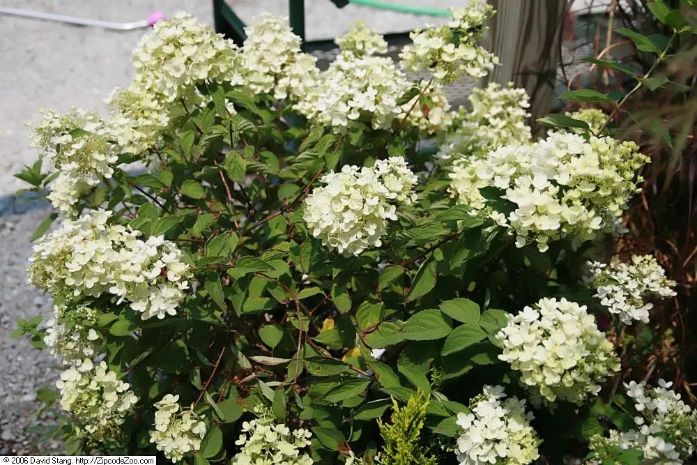 Peegee Hydrangea (Hydrangea Paniculata 'Grandiflora') — offering both aesthetic appeal and a topic for garden conversation, image 60