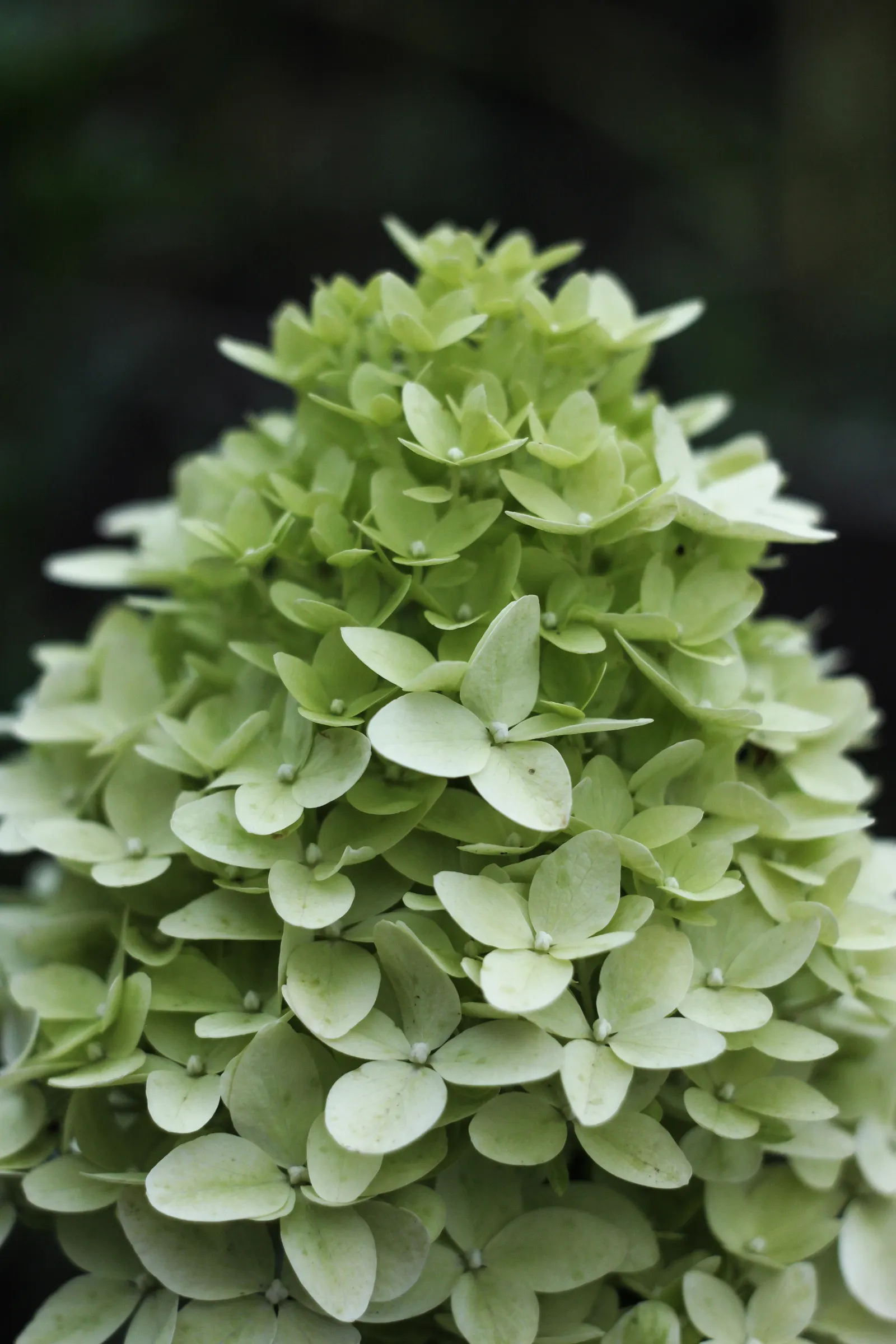 Peegee Hydrangea (Hydrangea Paniculata 'Grandiflora') — This cold-hardy plant is ideal for borders, hedges, or as a focal specimen, image 46