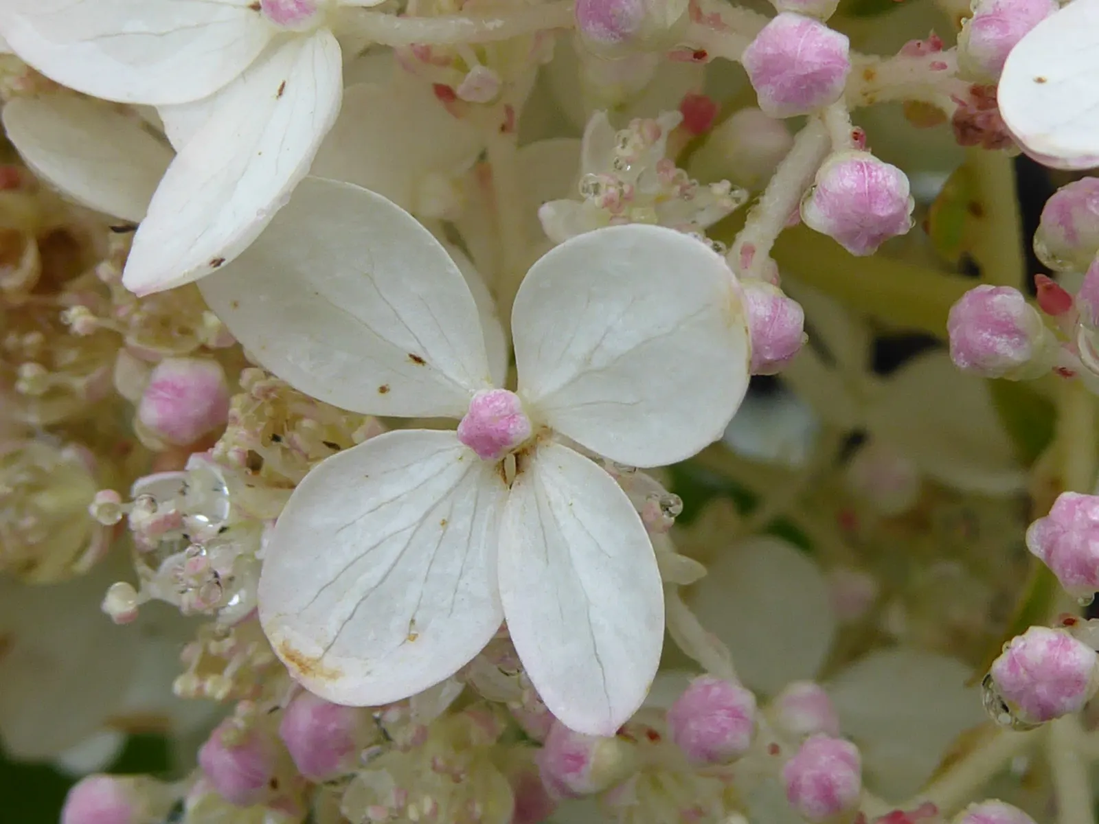 Peegee Hydrangea (Hydrangea Paniculata 'Grandiflora') — this species does best with deep; requiring a minimum of four hours of sunlight daily to produce its