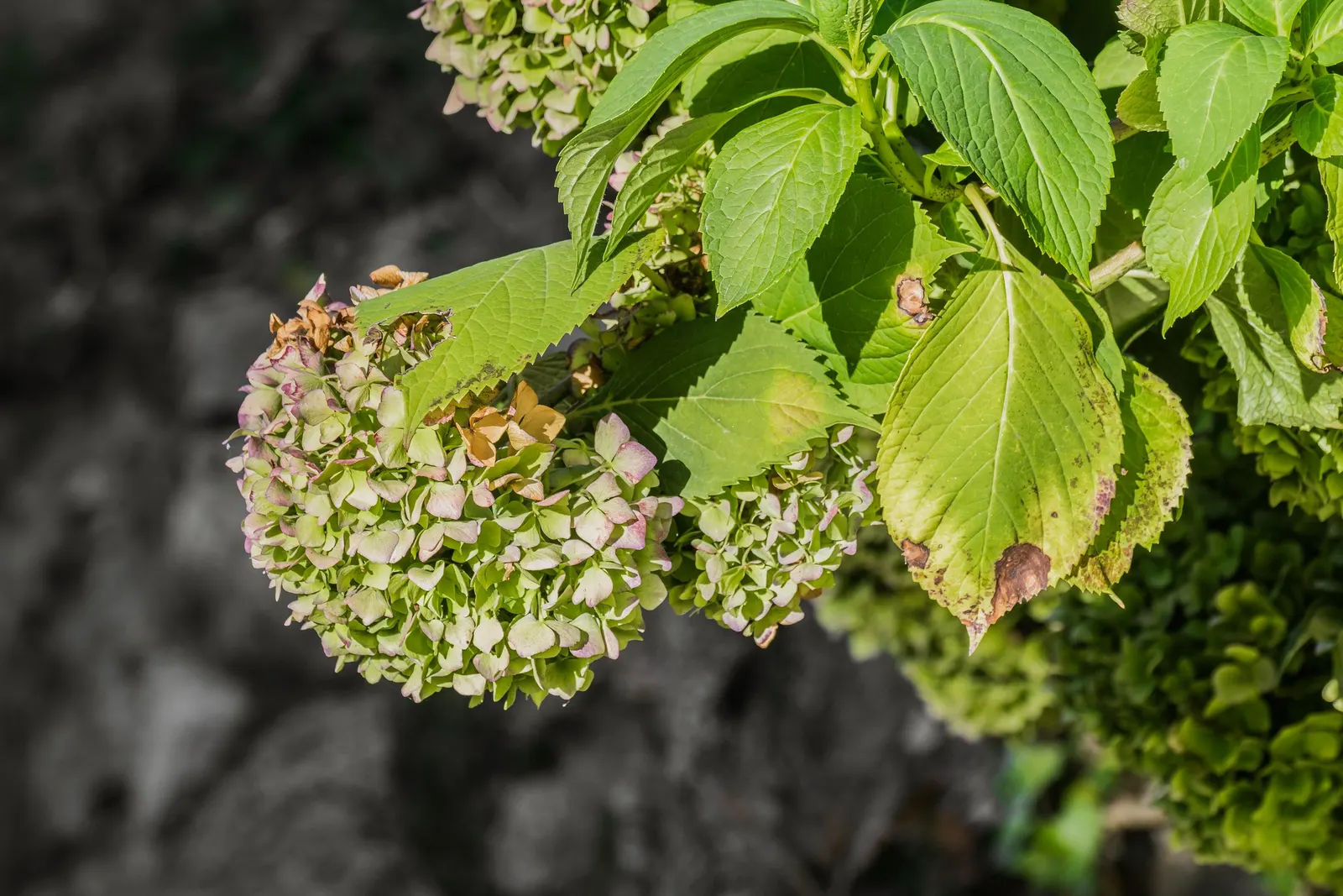 Peegee Hydrangea (Hydrangea Paniculata 'Grandiflora') — requiring a minimum of four hours of sunlight daily to produce its hallmark blooms, image 32