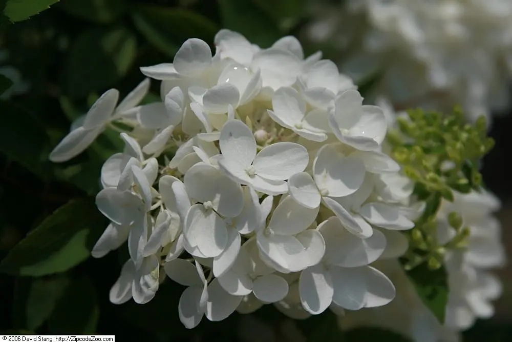 Peegee Hydrangea (Hydrangea Paniculata 'Grandiflora') — These panicle-shaped blossoms; offering both aesthetic appeal and a topic for garden, image 51