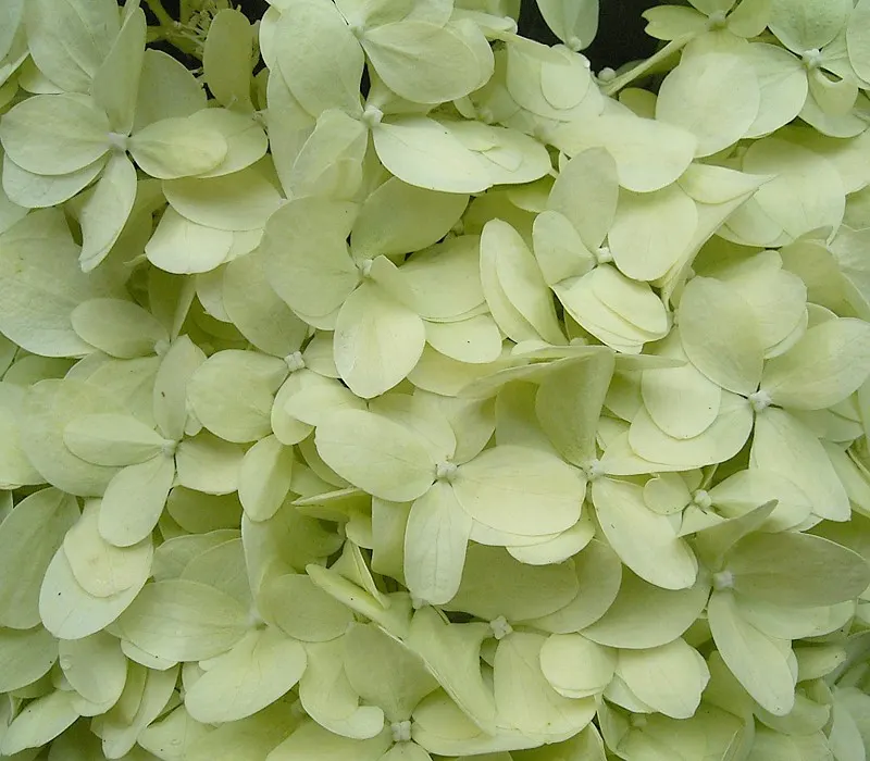 Peegee Hydrangea (Hydrangea Paniculata 'Grandiflora') — offering both aesthetic appeal and a topic for garden conversation, image 39
