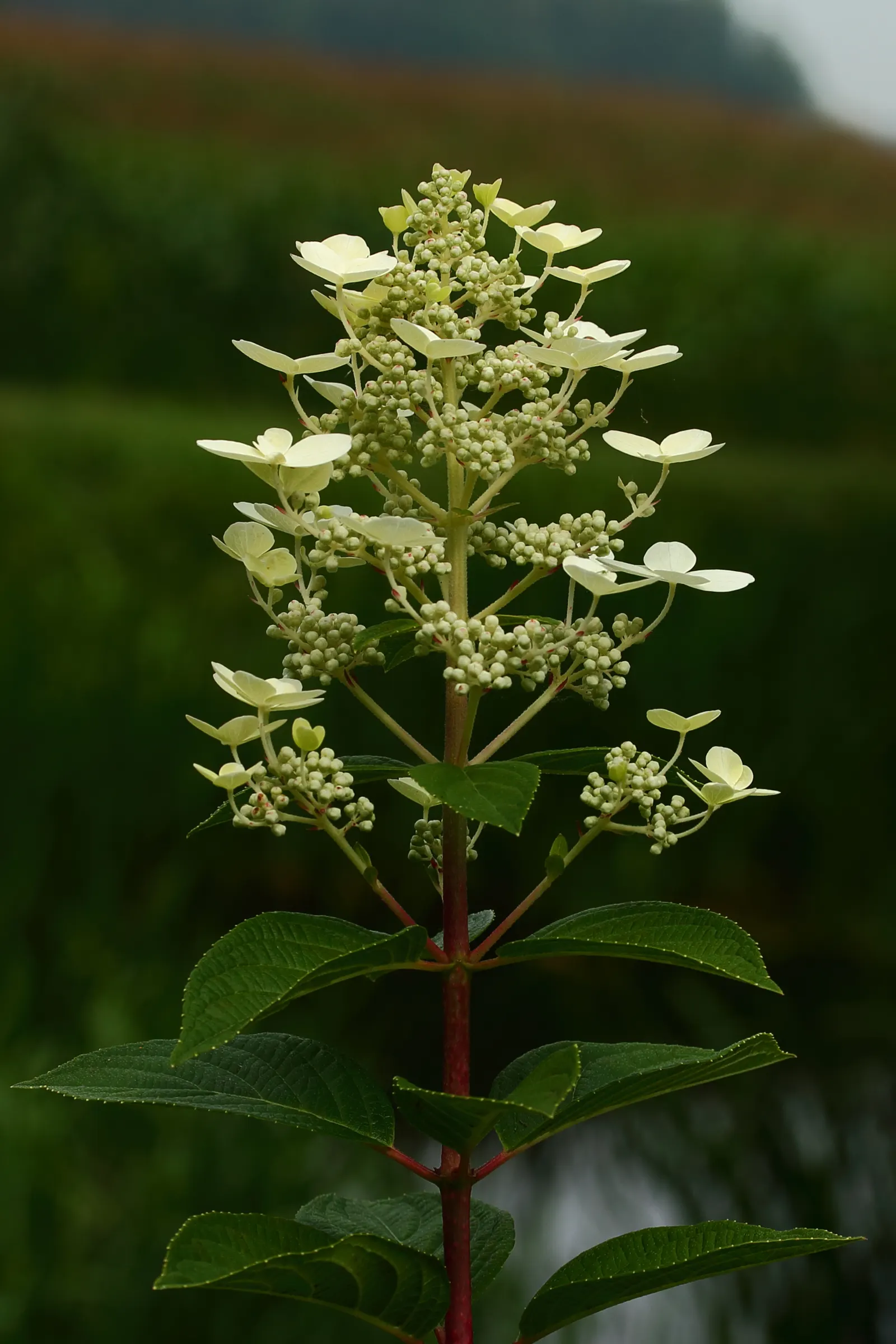 Peegee Hydrangea (Hydrangea Paniculata 'Grandiflora') — conical white flower clusters that bloom in late summer and transition to rose-pink in fall; this