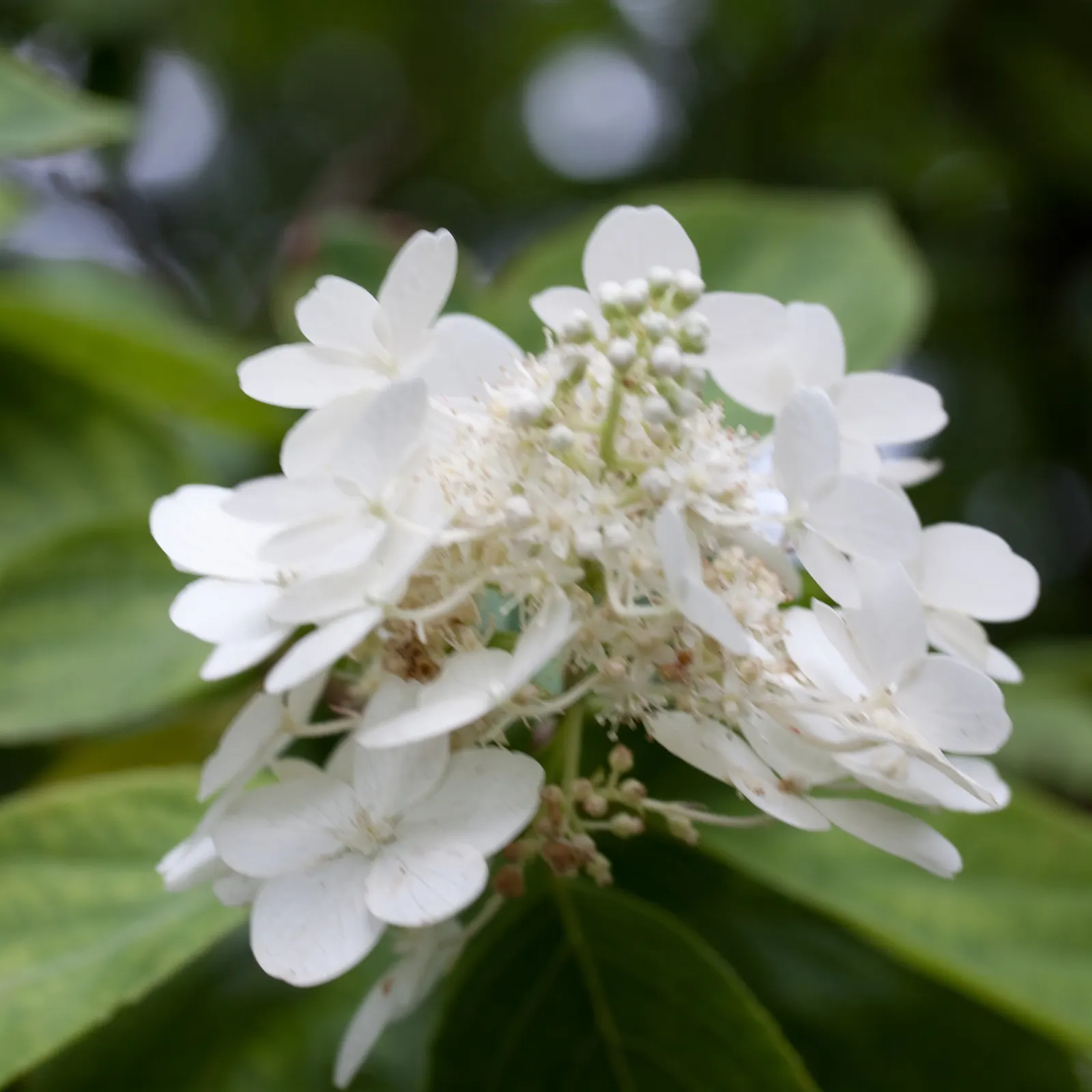 Peegee Hydrangea (Hydrangea Paniculata 'Grandiflora') — this plant flourishes in USDA Hardiness Zones 3 through 8