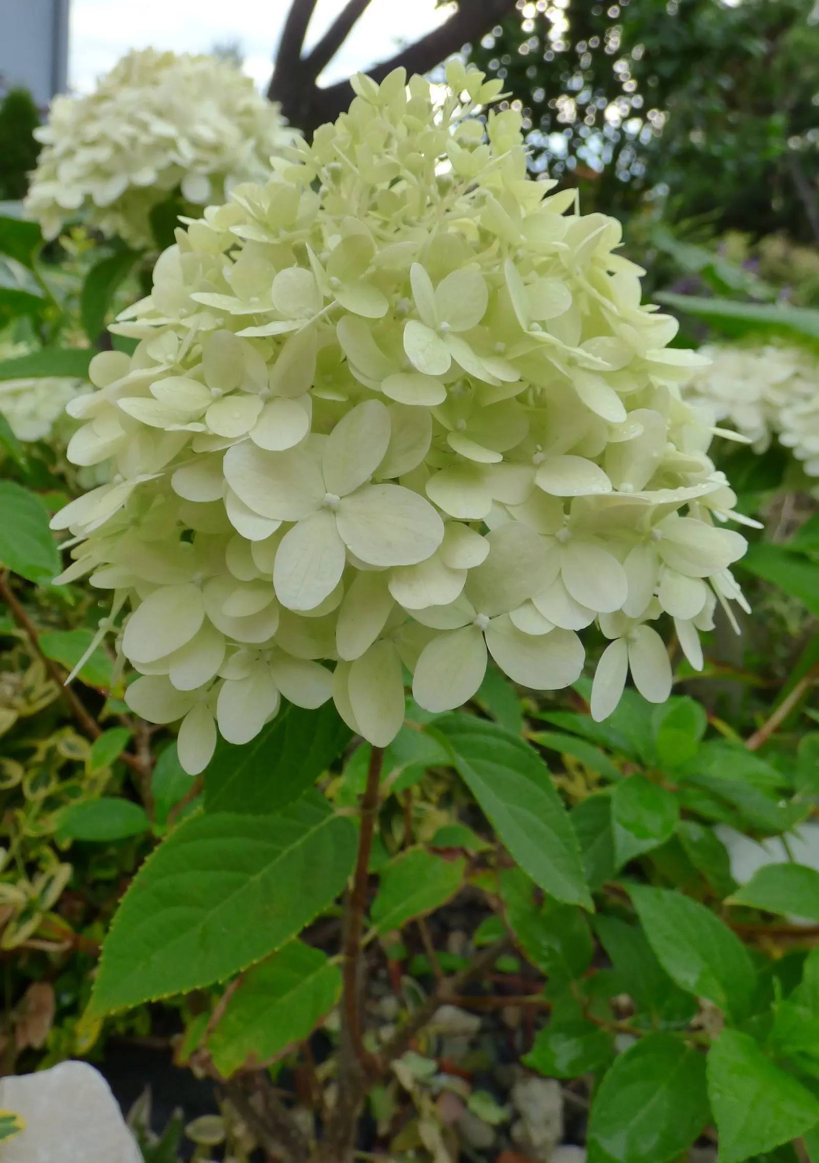 Peegee Hydrangea (Hydrangea Paniculata 'Grandiflora') — It thrives in full sun to partial shade and well-drained soil; requiring a minimum of four, image 44