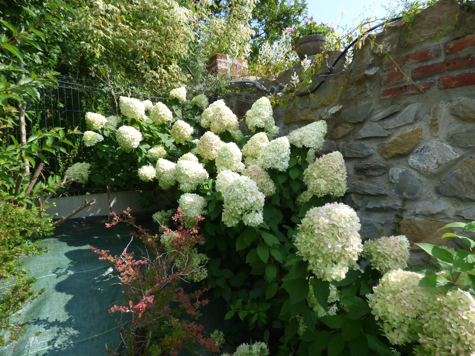 Peegee Hydrangea (Hydrangea Paniculata 'Grandiflora') — requiring a minimum of four hours of sunlight daily to produce its hallmark blooms