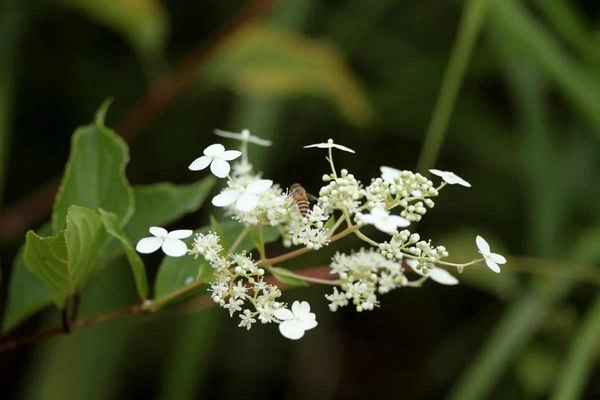 Peegee Hydrangea (Hydrangea Paniculata 'Grandiflora') — this plant flourishes in USDA Hardiness Zones 3 through 8; this cold-hardy plant is ideal, image 49