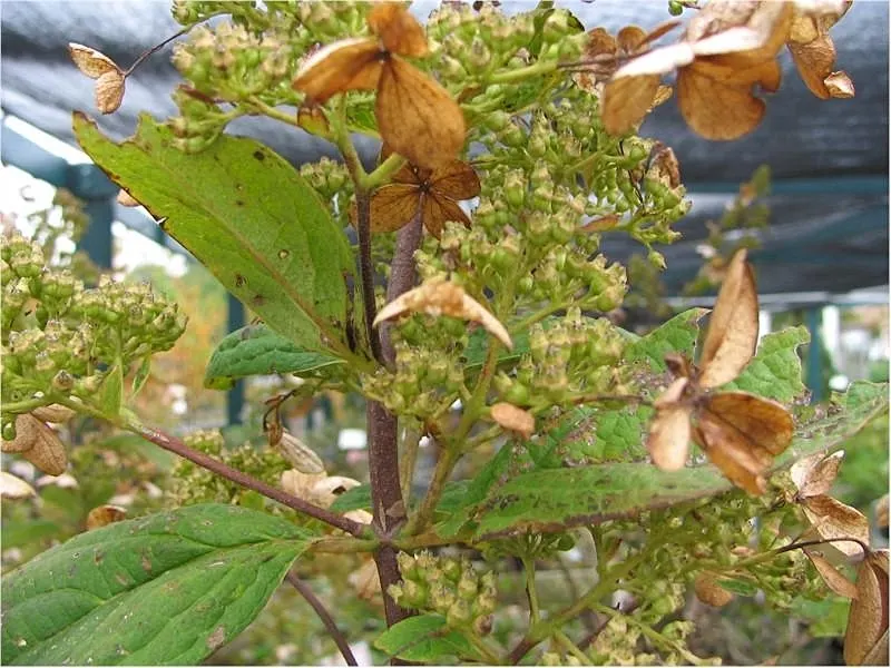 Peegee Hydrangea (Hydrangea Paniculata 'Grandiflora') — shrub / tree with pink and white blooms; requiring a minimum of four hours of sunlight daily to produce