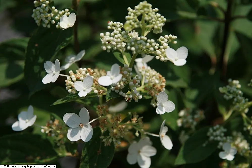 Peegee Hydrangea (Hydrangea Paniculata 'Grandiflora') — or even as a bold specimen in mixed borders; this cold-hardy plant is ideal for borders, image 58