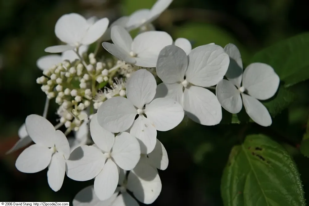 Peegee Hydrangea (Hydrangea Paniculata 'Grandiflora') — conical white flower clusters that bloom in late summer and transition to rose-pink in fall