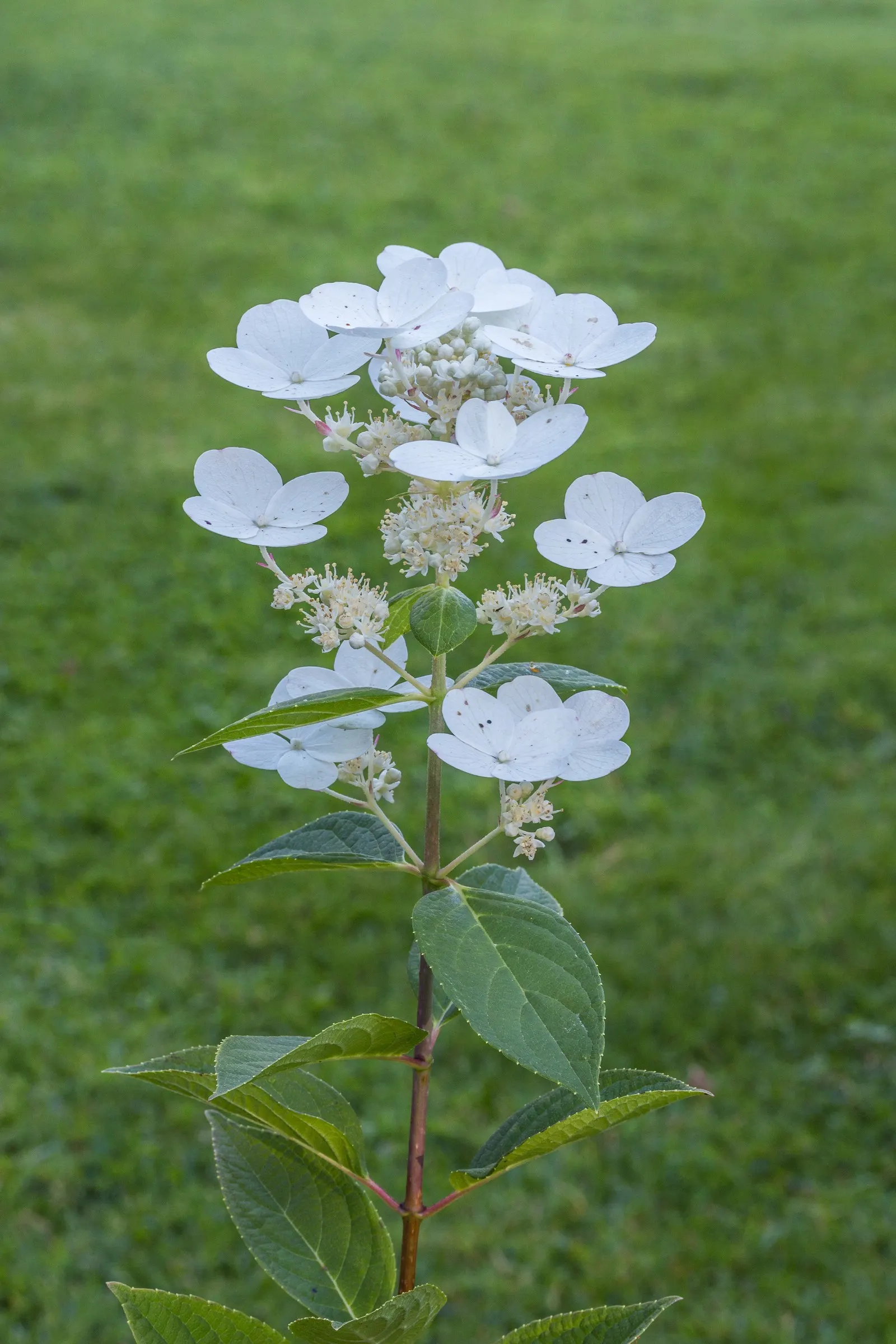 Peegee Hydrangea (Hydrangea Paniculata 'Grandiflora') — This cold-hardy plant is ideal for borders, hedges, or as a focal specimen