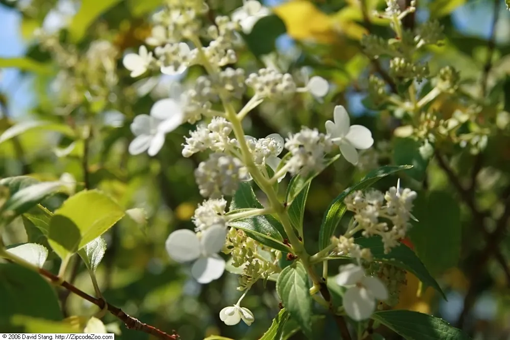 Peegee Hydrangea (Hydrangea Paniculata 'Grandiflora') — or even as a bold specimen in mixed borders
