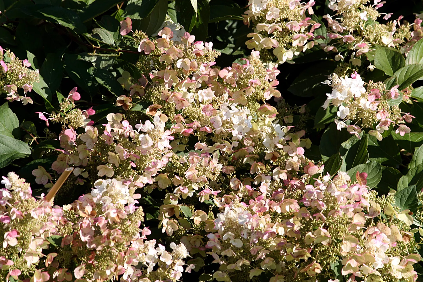 Peegee Hydrangea (Hydrangea Paniculata 'Grandiflora') — pink and white flowers in the garden; this cold-hardy plant is ideal for borders, hedges, or as a focal