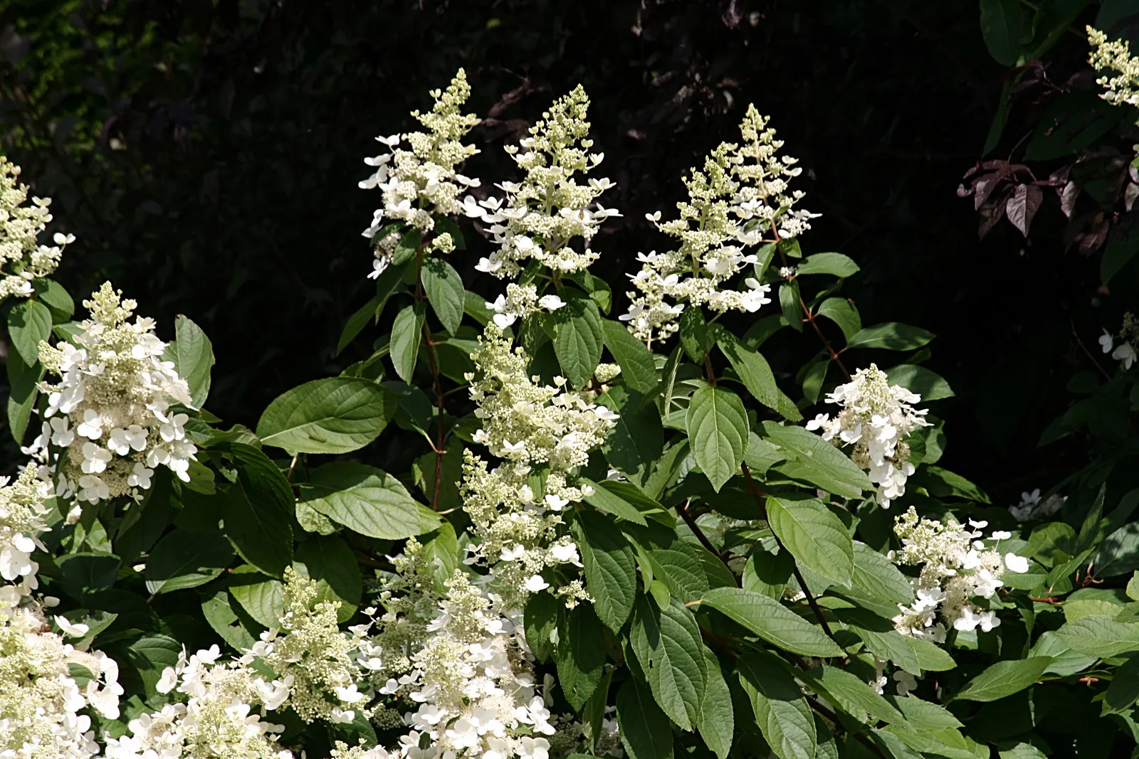 Peegee Hydrangea (Hydrangea Paniculata 'Grandiflora') — When considering water requirements; this cold-hardy plant is ideal for borders, hedges, or as a focal