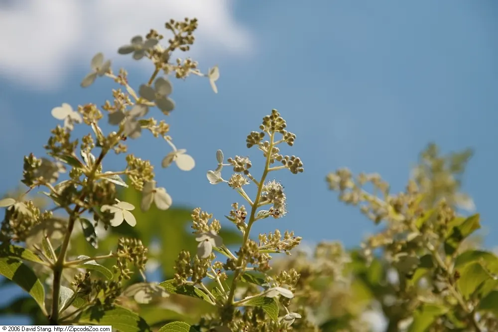 Peegee Hydrangea (Hydrangea Paniculata 'Grandiflora') — offering both aesthetic appeal and a topic for garden conversation