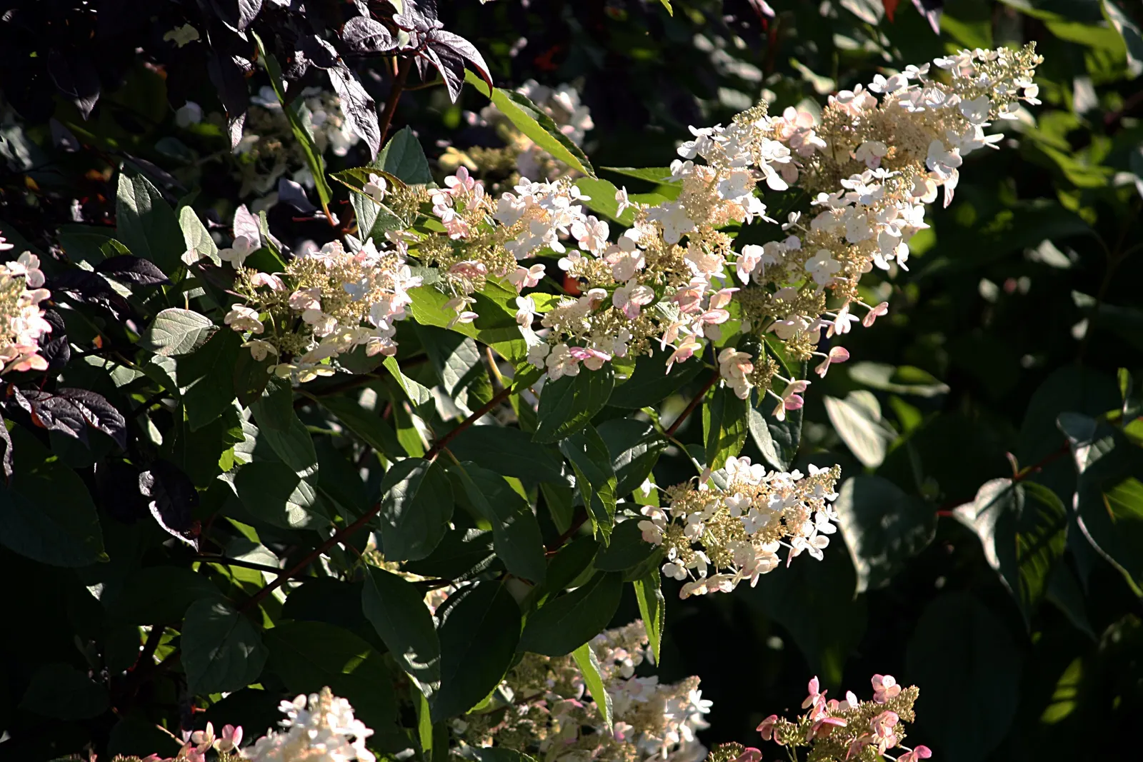 Peegee Hydrangea (Hydrangea Paniculata 'Grandiflora') — deciduous shrub ideal for bringing a dramatic flourish to your garden's landscape design