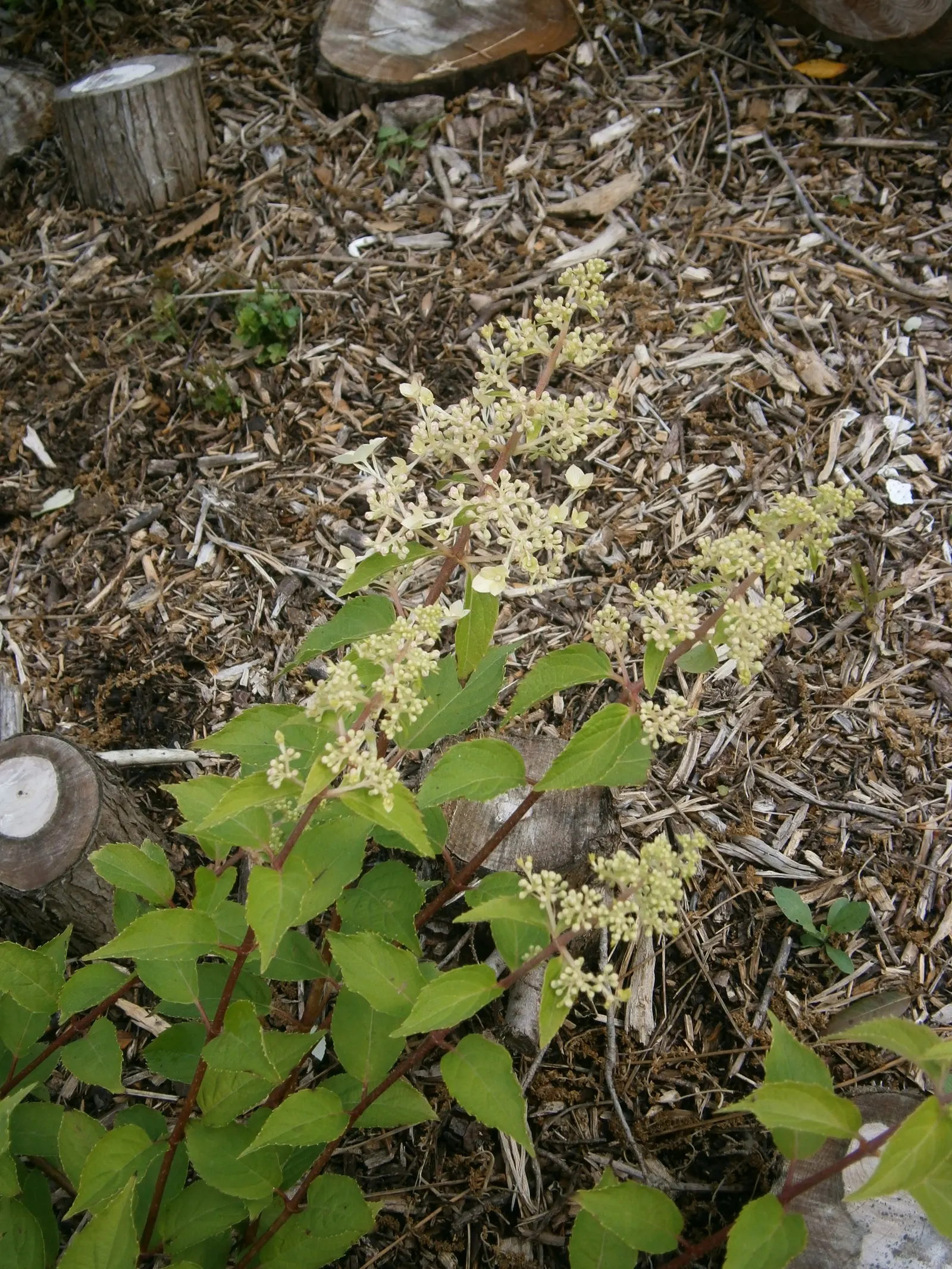 Peegee Hydrangea (Hydrangea Paniculata 'Grandiflora') — weekly watering to maintain soil moisture