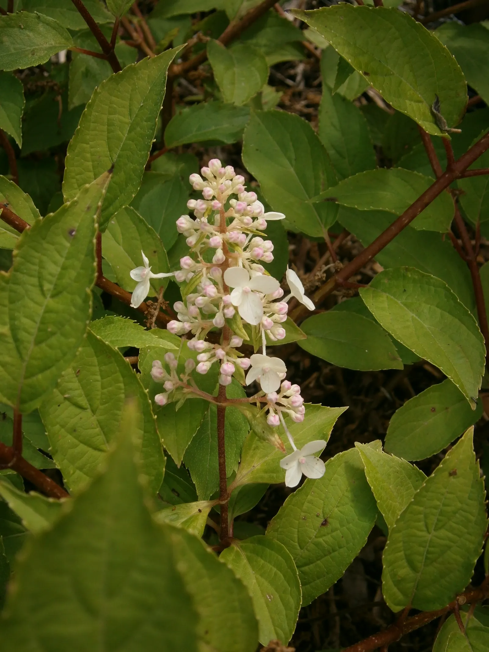 Peegee Hydrangea (Hydrangea Paniculata 'Grandiflora') — this species does best with deep; requiring a minimum of four hours of sunlight daily to, image 56