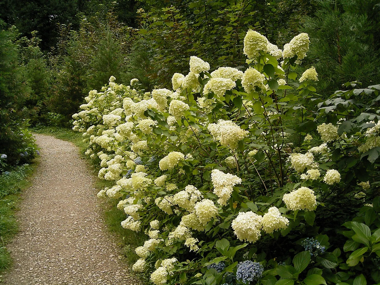Peegee Hydrangea (Hydrangea Paniculata 'Grandiflora') — A well-draining soil rich in organic matter will both support its growth and ensure optimal, image 33