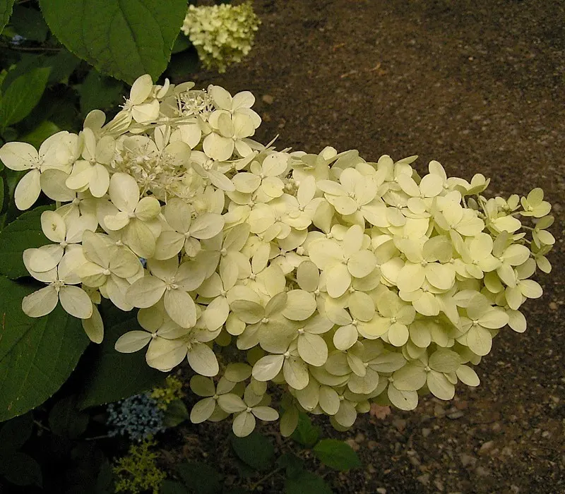 Peegee Hydrangea (Hydrangea Paniculata 'Grandiflora') — These panicle-shaped blossoms; offering both aesthetic appeal and a topic for garden conversation