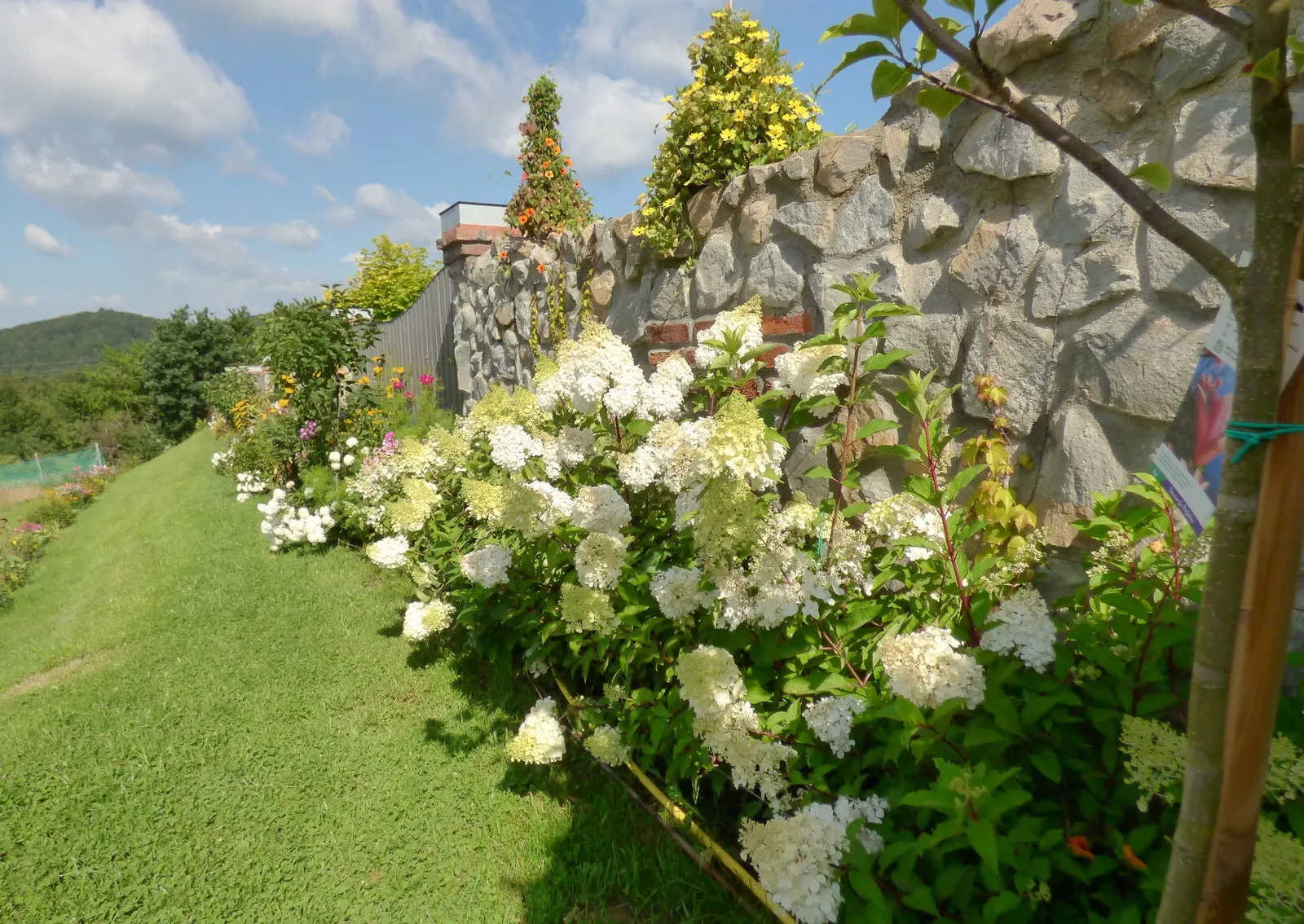 Peegee Hydrangea (Hydrangea Paniculata 'Grandiflora') — It thrives in full sun to partial shade and well-drained soil
