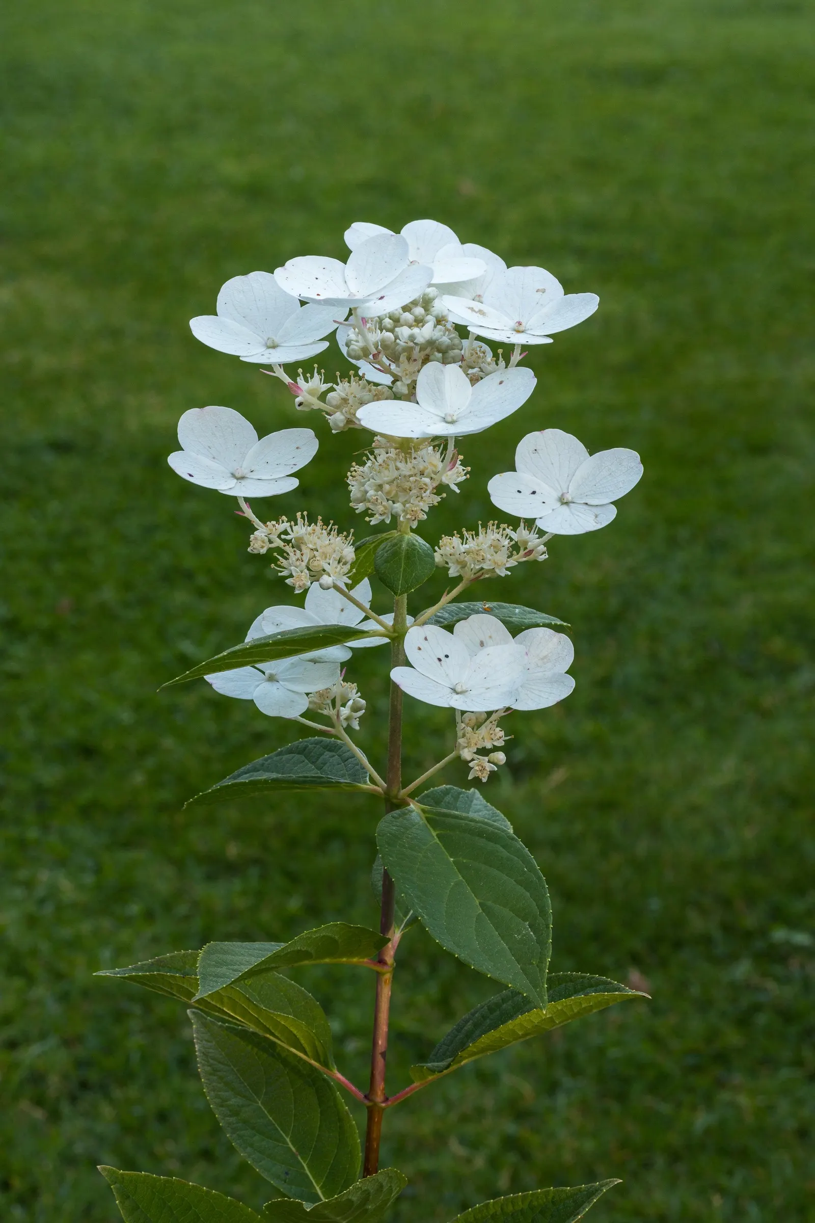 Peegee Hydrangea (Hydrangea Paniculata 'Grandiflora') — This cold-hardy plant is ideal for borders, hedges, or as a focal specimen, image 25