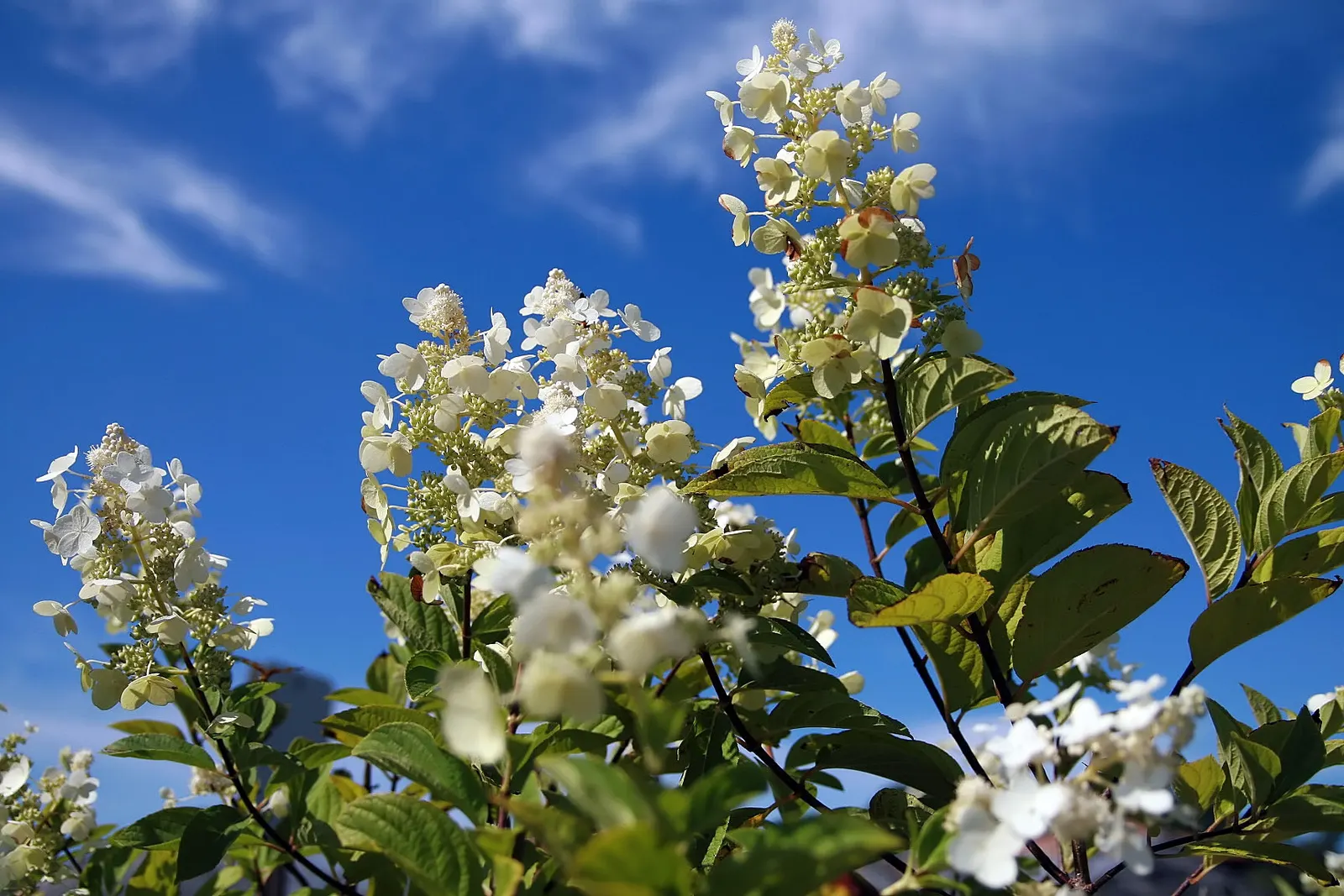 Peegee Hydrangea (Hydrangea Paniculata 'Grandiflora') — widely recognized by its scientific name Hydrangea paniculata 'Grandiflora'; requiring a minimum of