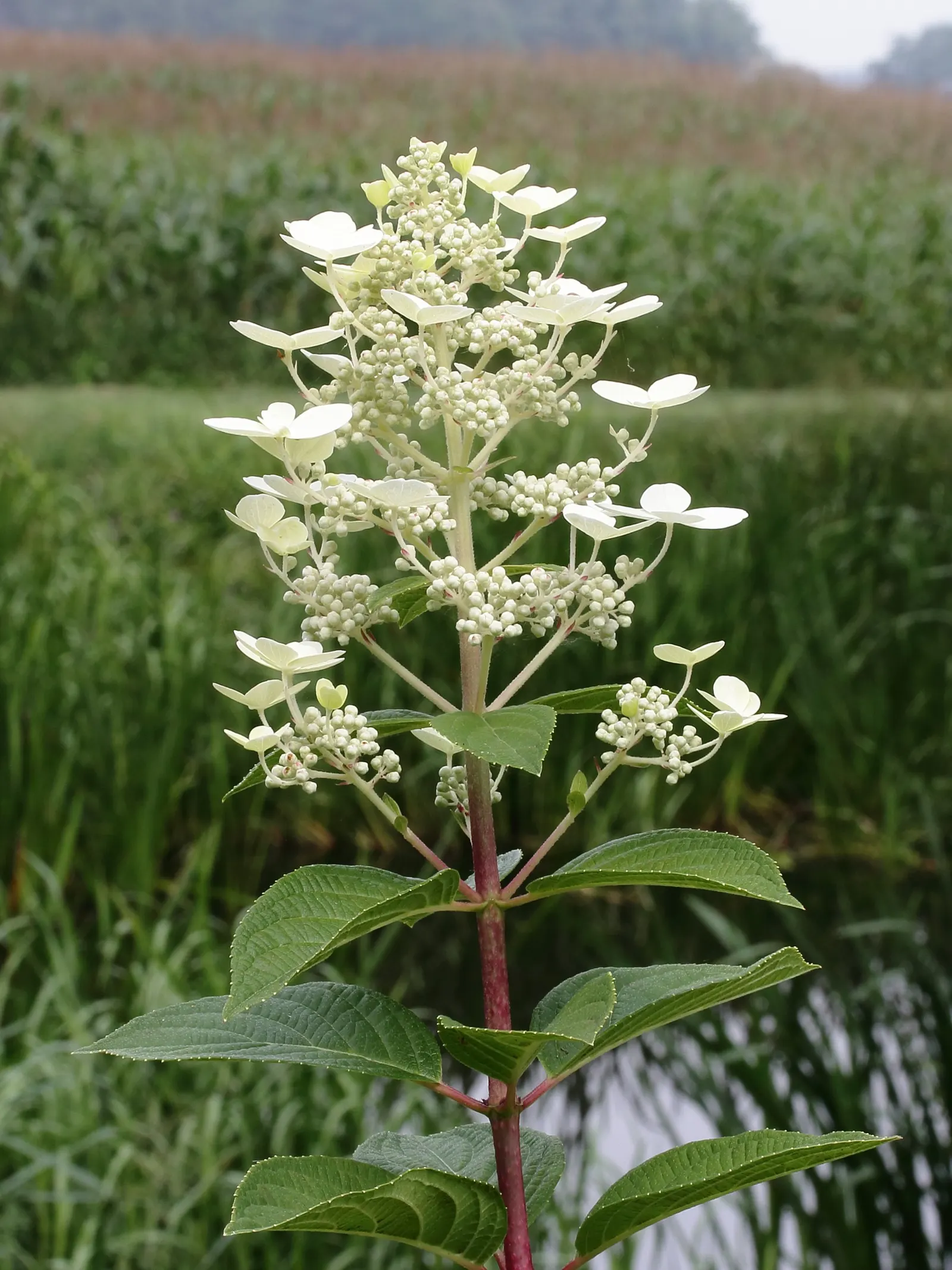 Peegee Hydrangea (Hydrangea Paniculata 'Grandiflora') — pink and white flowers in the garden