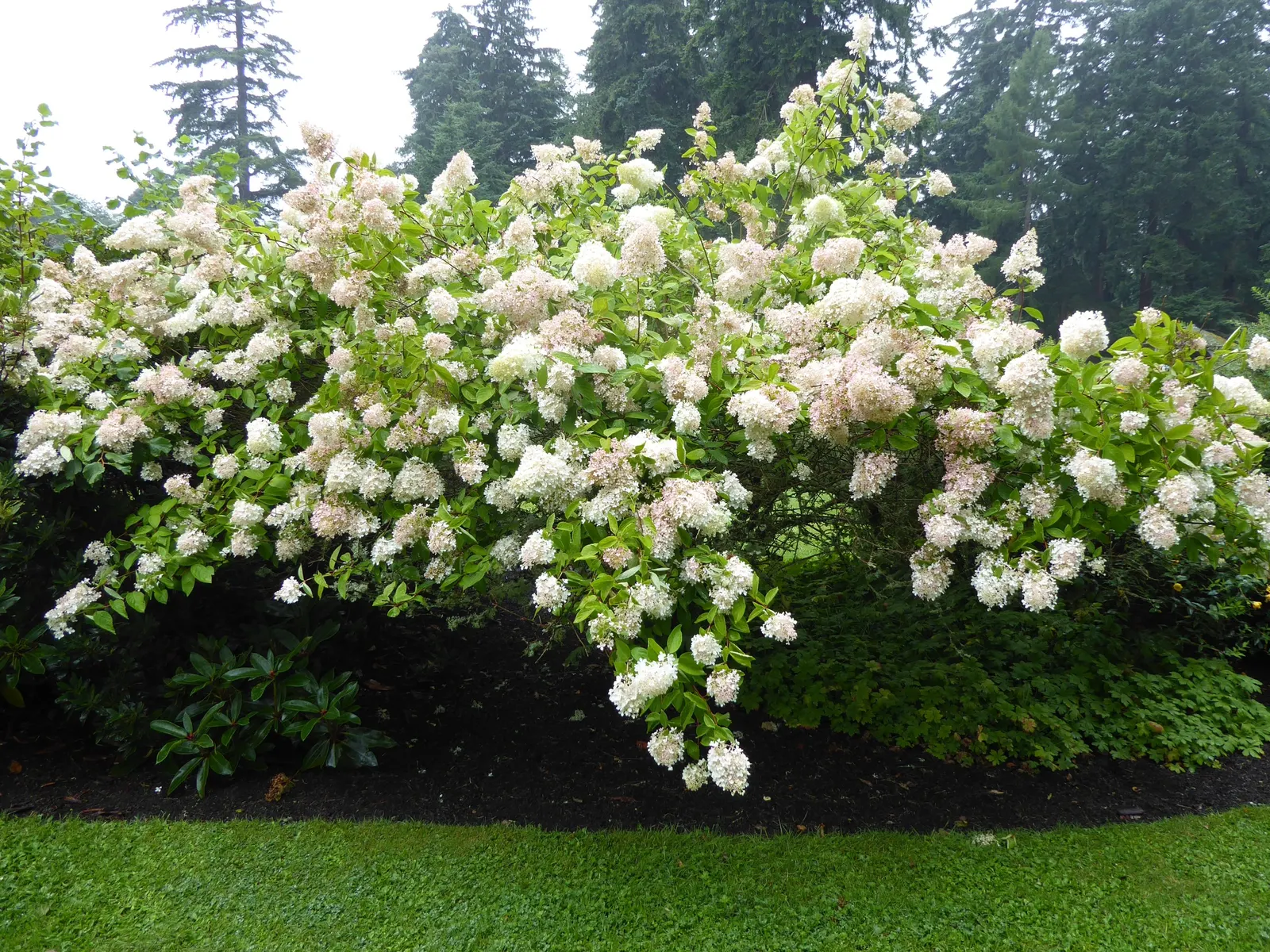 Peegee Hydrangea (Hydrangea Paniculata 'Grandiflora') — shrub / tree with pink and white blooms