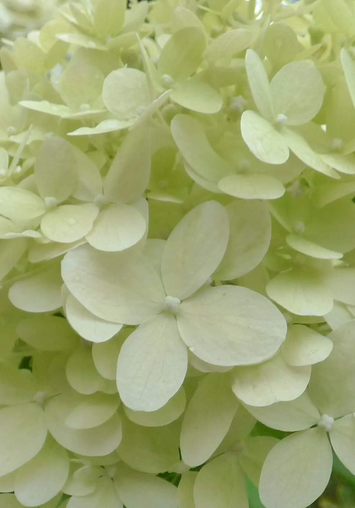 Peegee Hydrangea (Hydrangea Paniculata 'Grandiflora') — It thrives in full sun to partial shade and well-drained soil; requiring a minimum of four hours of