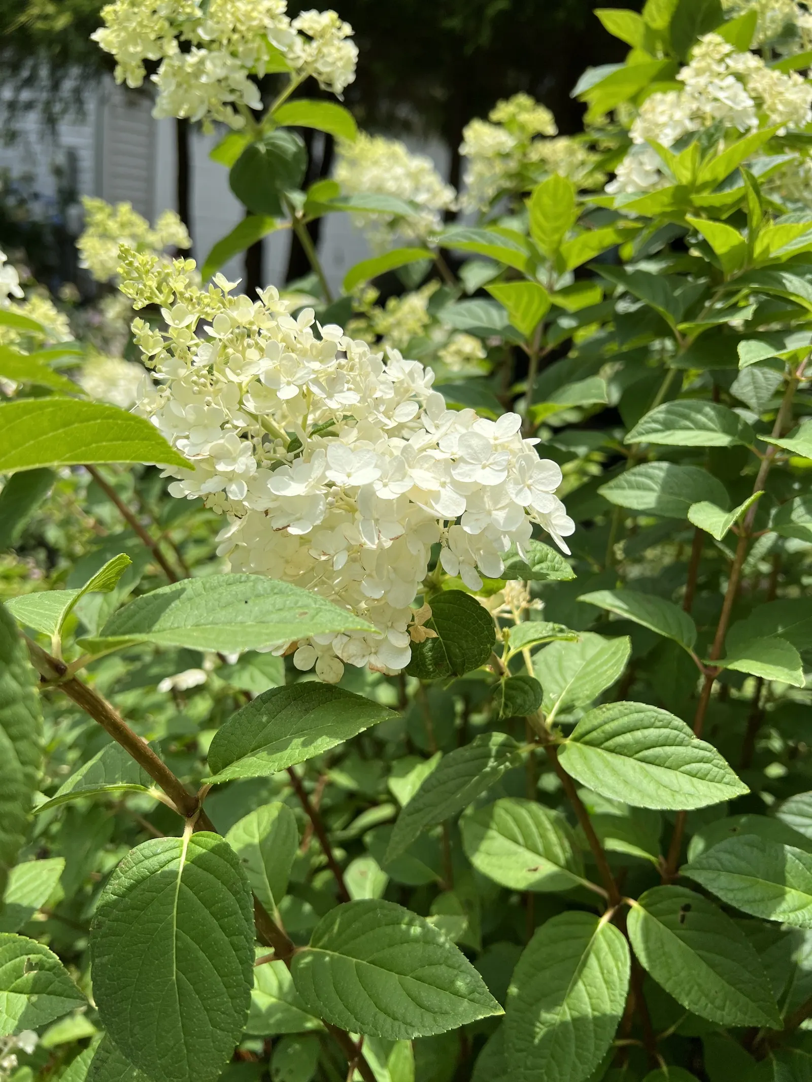 Peegee Hydrangea (Hydrangea Paniculata 'Grandiflora') — which can span up to 18 inches in length; this cold-hardy plant is ideal for borders, image 52