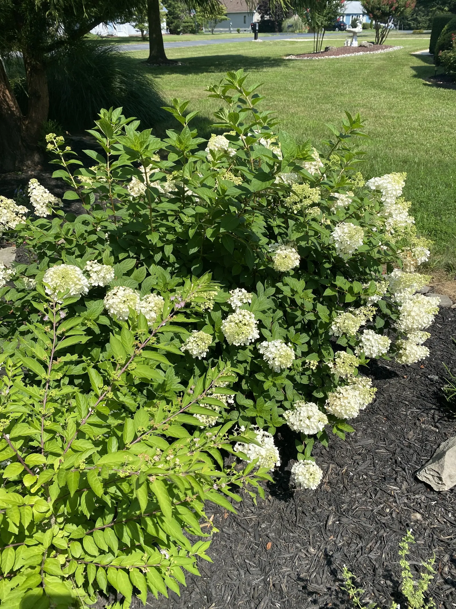 Peegee Hydrangea (Hydrangea Paniculata 'Grandiflora') — weekly watering to maintain soil moisture; offering both aesthetic appeal and a topic for, image 57