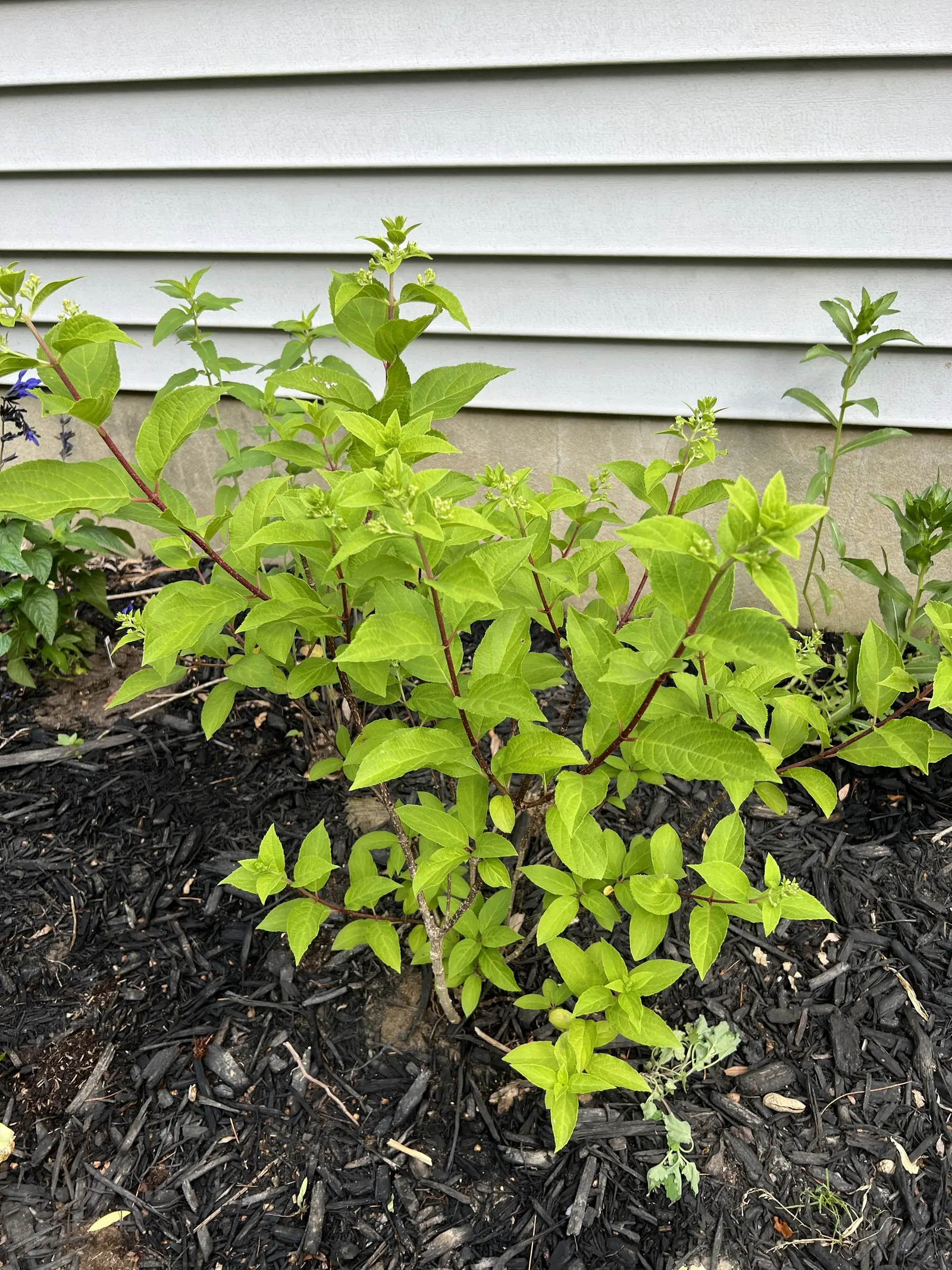 Peegee Hydrangea (Hydrangea Paniculata 'Grandiflora') — Maturing at 10-20 feet in height with a similar spread, it adds vertical interest to, image 45