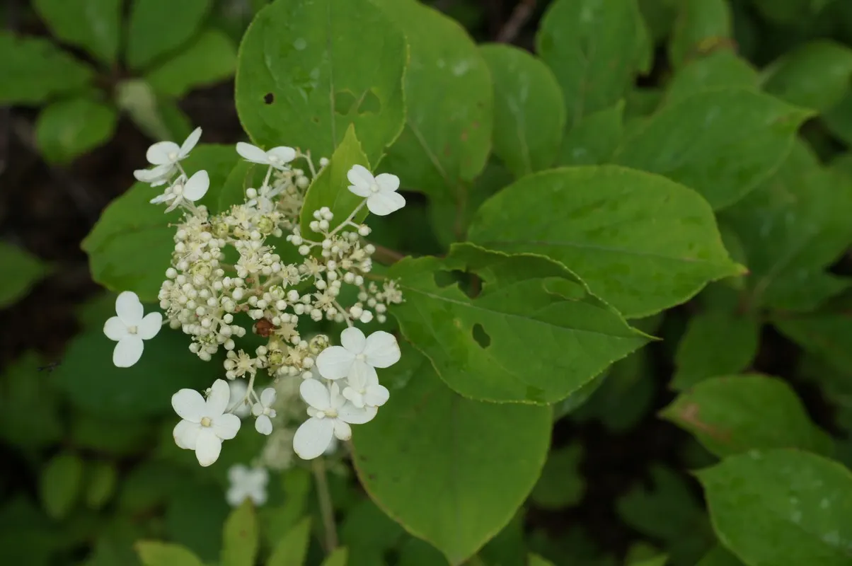 Peegee Hydrangea (Hydrangea Paniculata 'Grandiflora') — shrub / tree for full or half