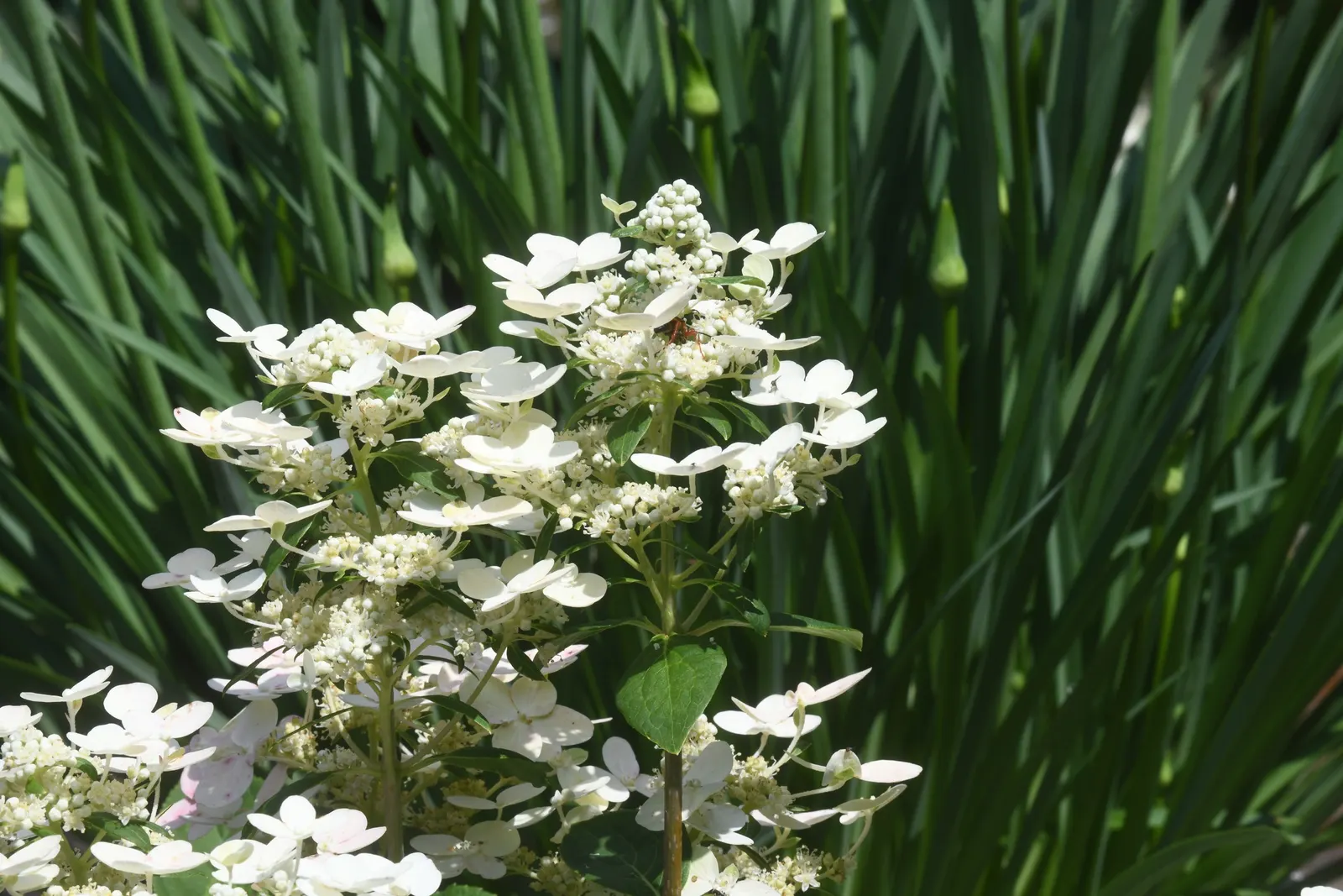 Peegee Hydrangea (Hydrangea Paniculata 'Grandiflora') — shrub / tree with pink and white blooms; requiring a minimum of four hours of sunlight, image 62