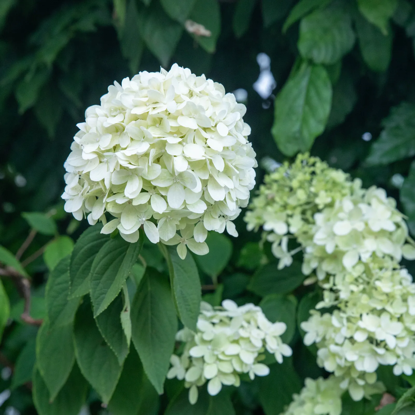Peegee Hydrangea (Hydrangea Paniculata 'Grandiflora') — Its towering presence and transformative colors will captivate your client; requiring a minimum of four