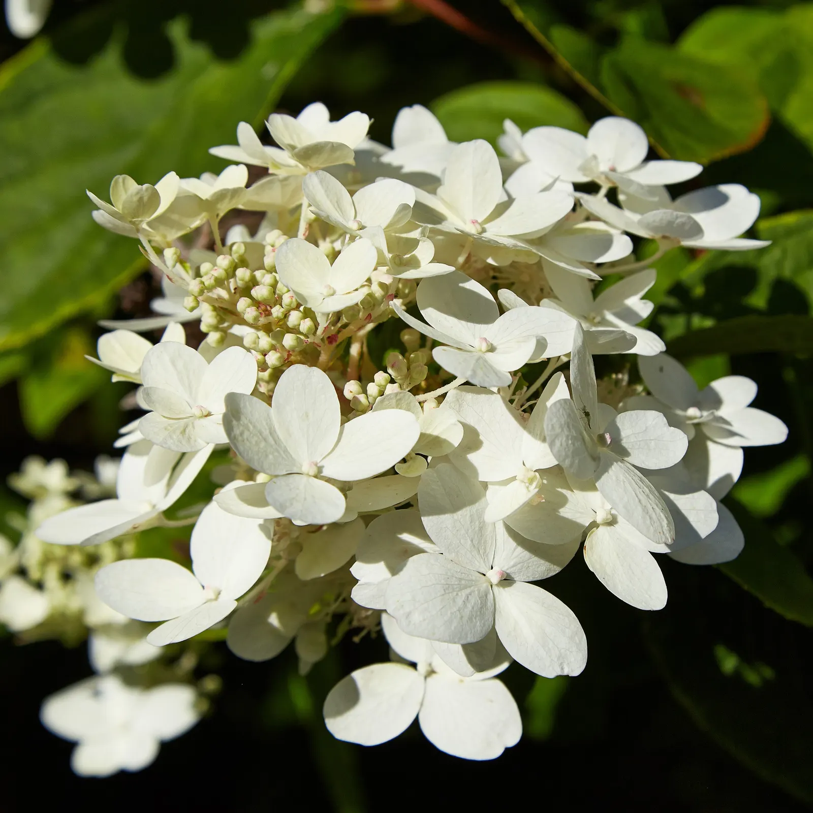 Peegee Hydrangea (Hydrangea Paniculata 'Grandiflora') — deciduous shrub ideal for bringing a dramatic flourish to your garden's landscape design; offering both