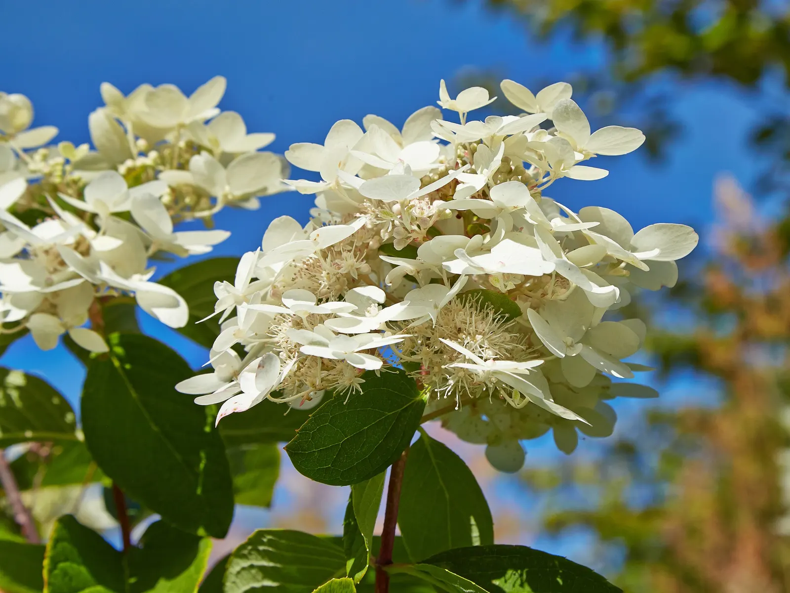Peegee Hydrangea (Hydrangea Paniculata 'Grandiflora') — Maturing at 10-20 feet in height with a similar spread, it adds vertical interest to gardens