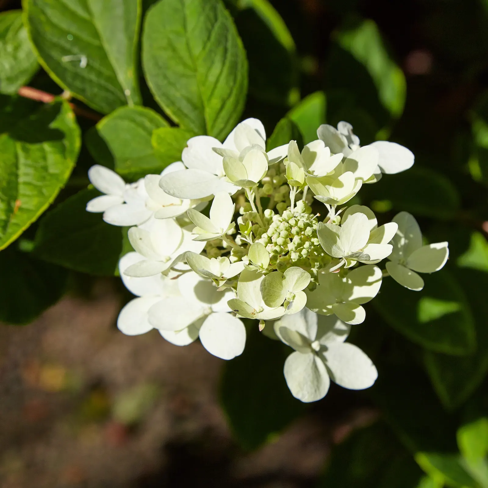Peegee Hydrangea (Hydrangea Paniculata 'Grandiflora') — which can span up to 18 inches in length; this cold-hardy plant is ideal for borders, hedges, or as a