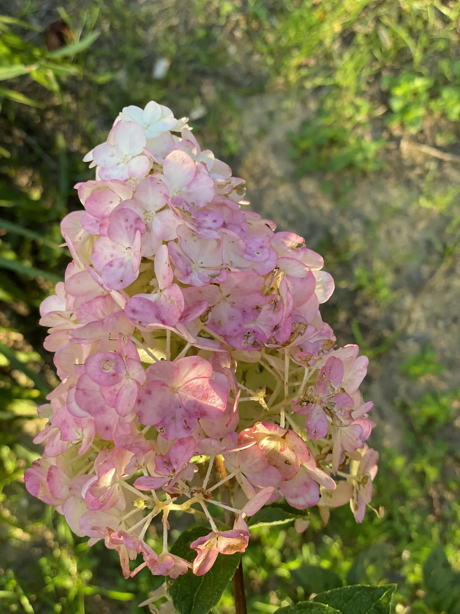Peegee Hydrangea (Hydrangea Paniculata 'Grandiflora') — this species does best with deep