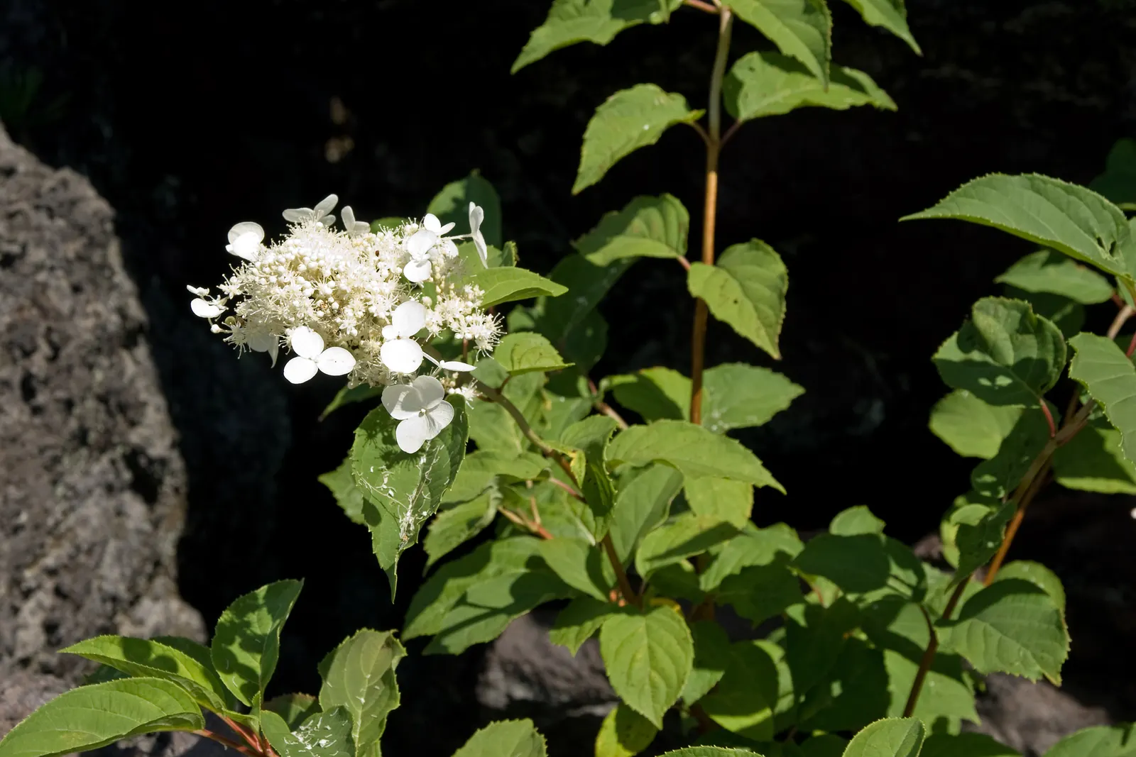Peegee Hydrangea (Hydrangea Paniculata 'Grandiflora') — A well-draining soil rich in organic matter will both support its growth and ensure optimal flowering