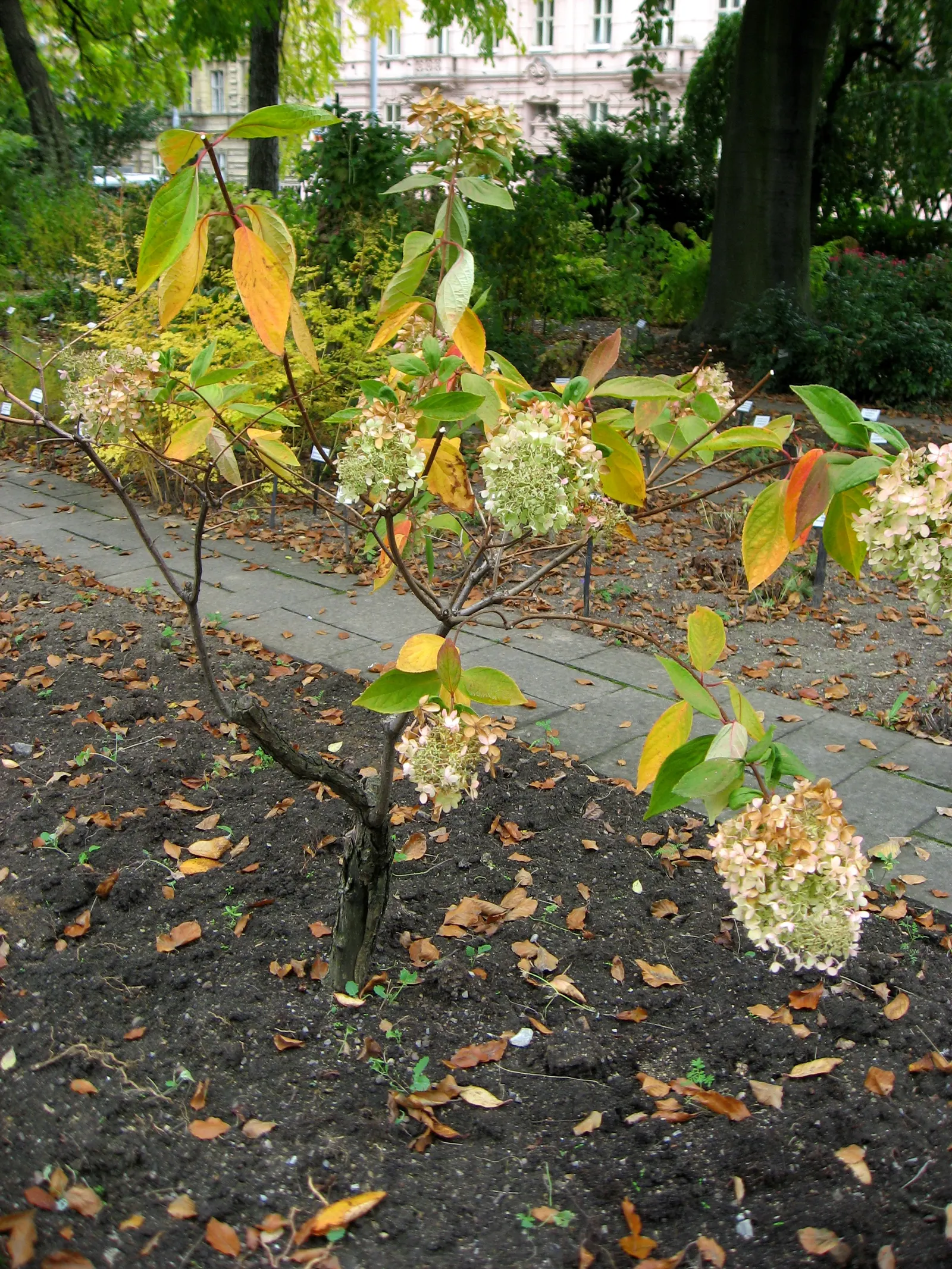 Peegee Hydrangea (Hydrangea Paniculata 'Grandiflora') — weekly watering to maintain soil moisture; offering both aesthetic appeal and a topic for garden