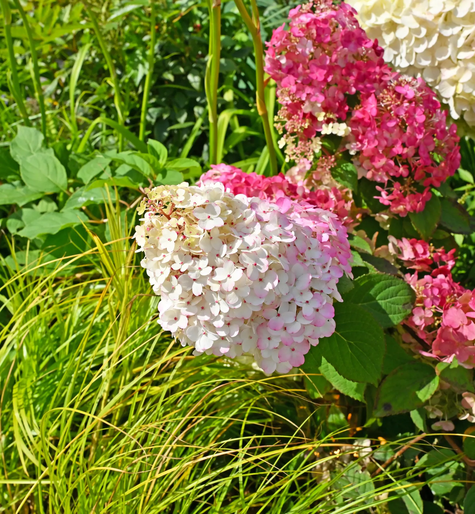 Peegee Hydrangea (Hydrangea Paniculata 'Grandiflora') — These panicle-shaped blossoms