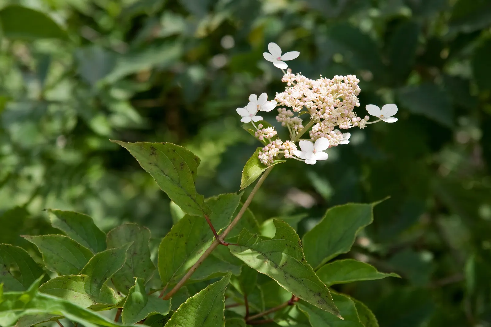 Peegee Hydrangea (Hydrangea Paniculata 'Grandiflora') — When considering water requirements