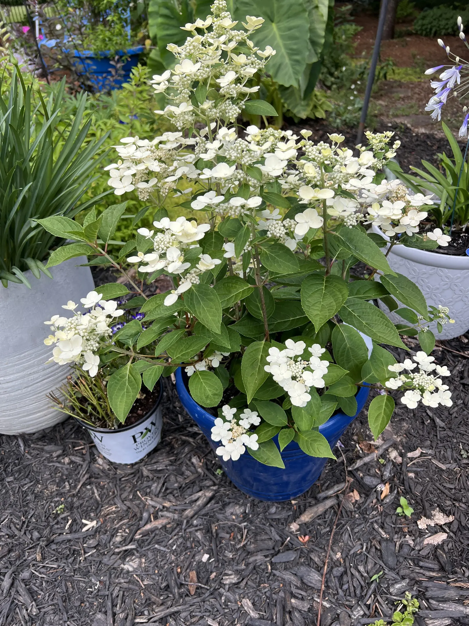 Peegee Hydrangea (Hydrangea Paniculata 'Grandiflora') — widely recognized by its scientific name Hydrangea paniculata 'Grandiflora'