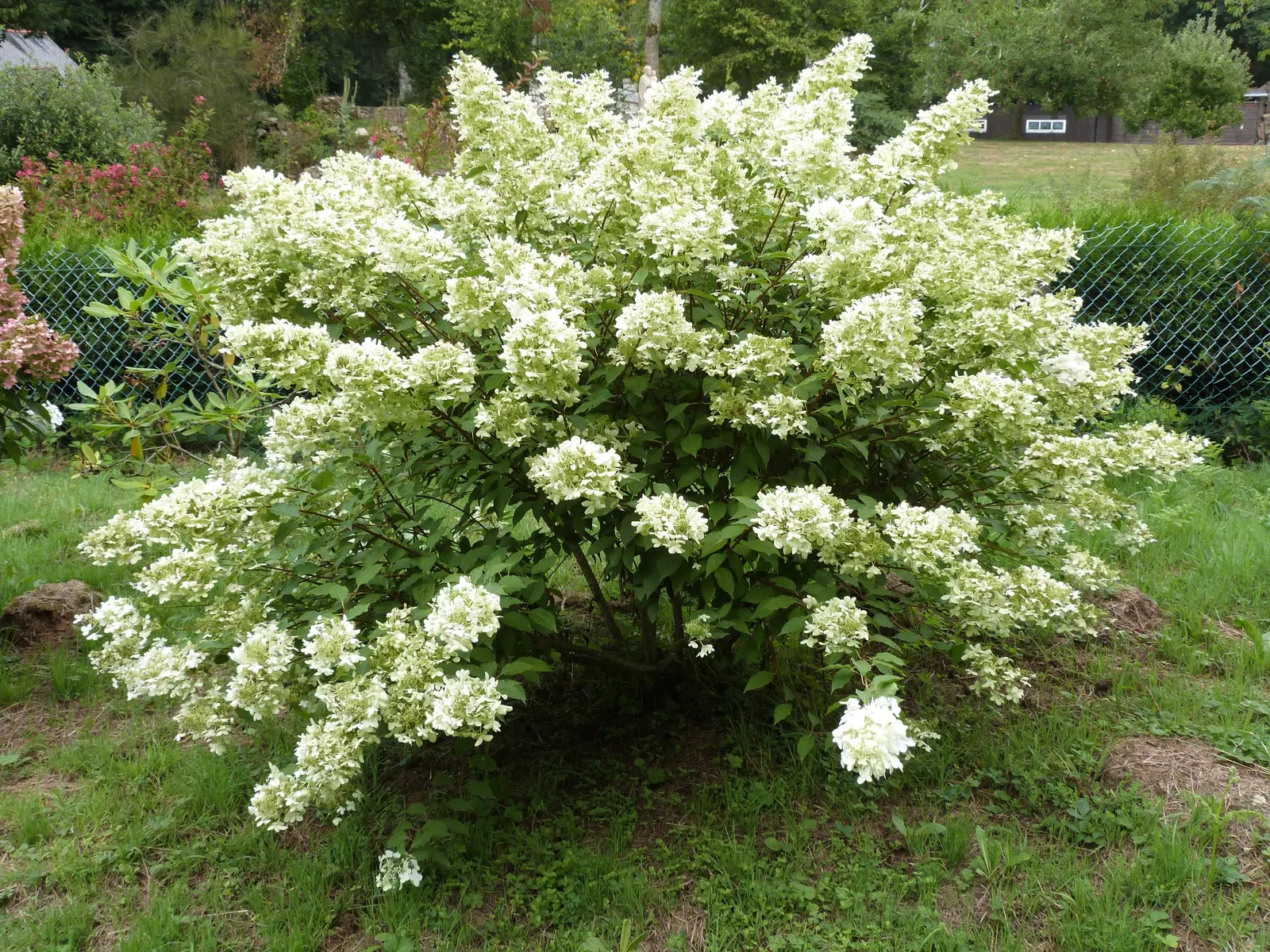 Peegee Hydrangea (Hydrangea Paniculata 'Grandiflora') — When considering water requirements; this cold-hardy plant is ideal for borders, hedges, or, image 55