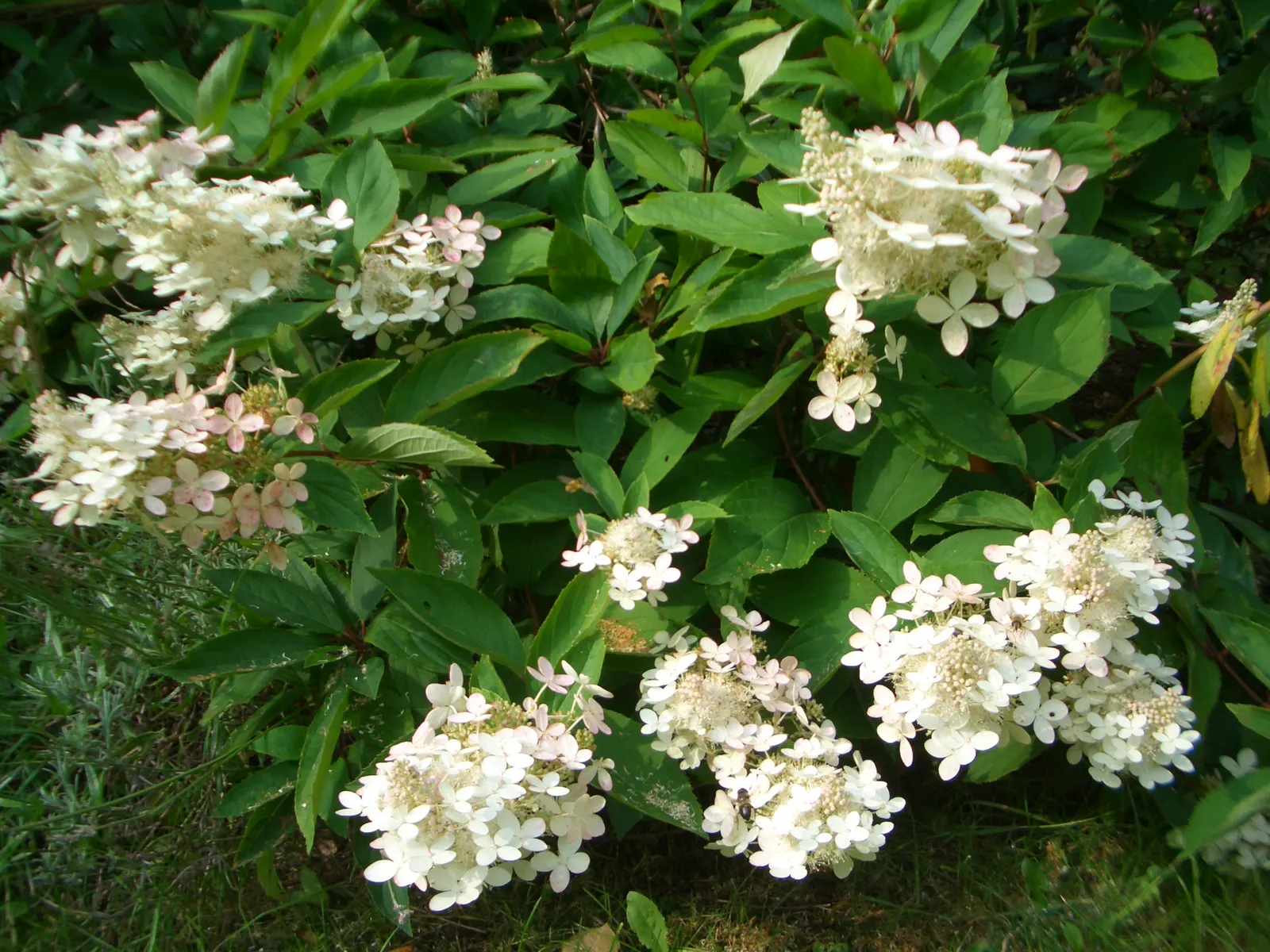 Peegee Hydrangea (Hydrangea Paniculata 'Grandiflora') — widely recognized by its scientific name Hydrangea paniculata 'Grandiflora'; requiring a, image 47