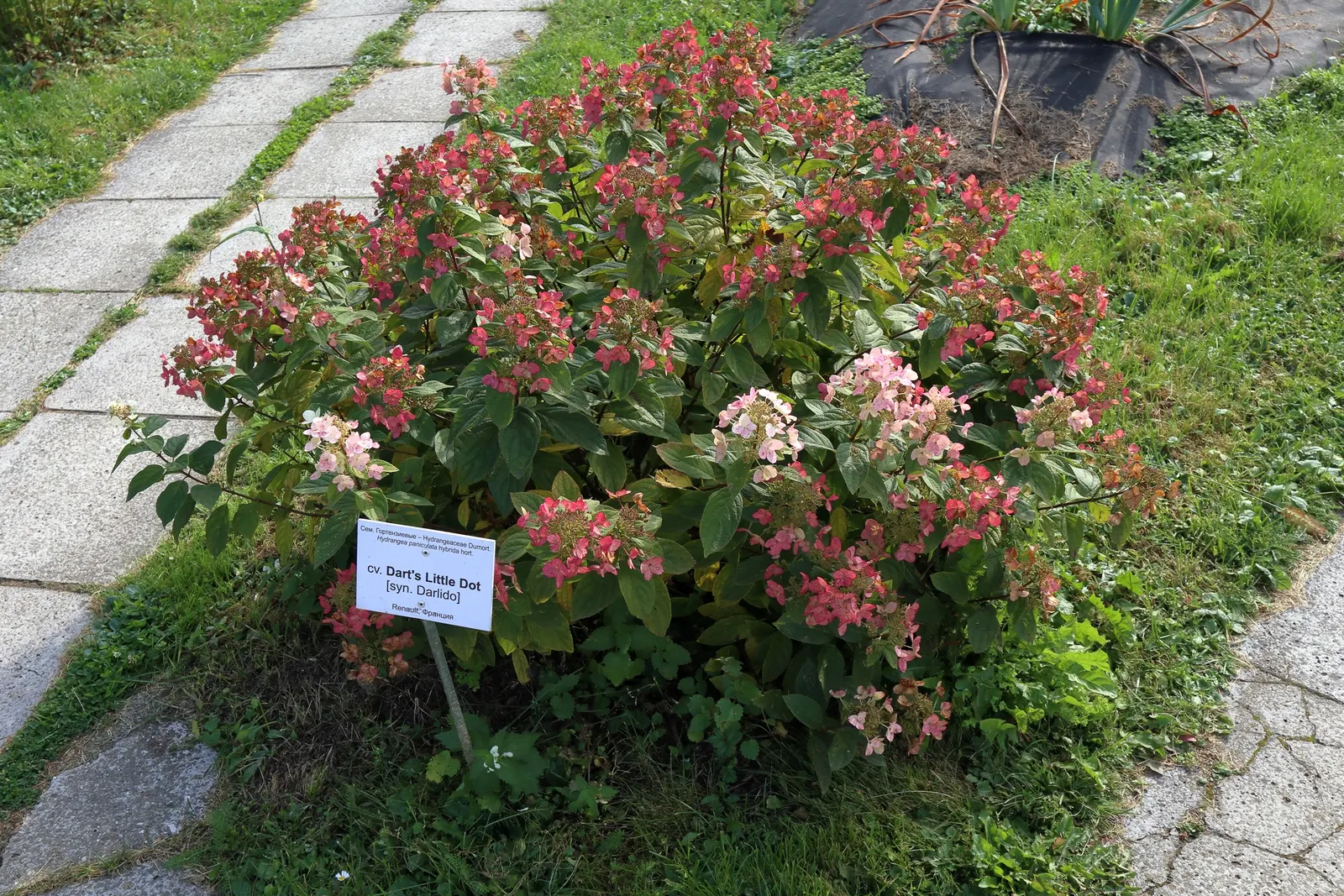 Peegee Hydrangea (Hydrangea Paniculata 'Grandiflora') — Its towering presence and transformative colors will captivate your client; requiring a, image 59